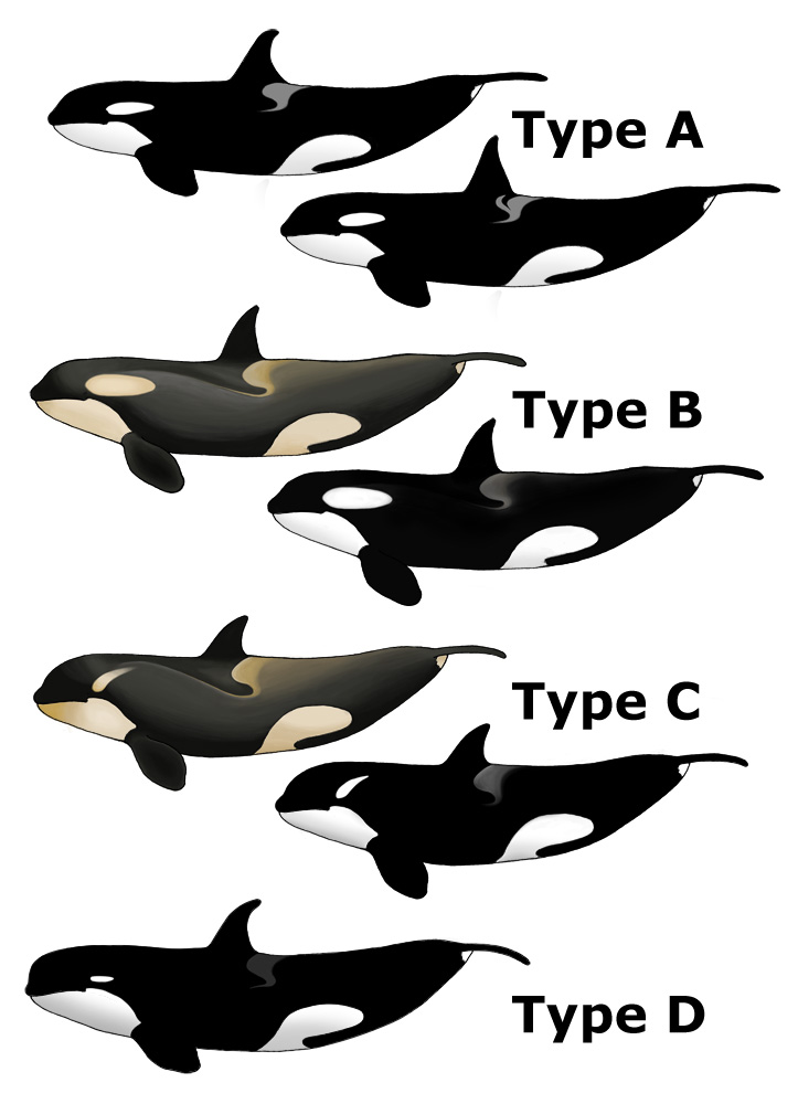 1552065996601-Killer_Whale_Types