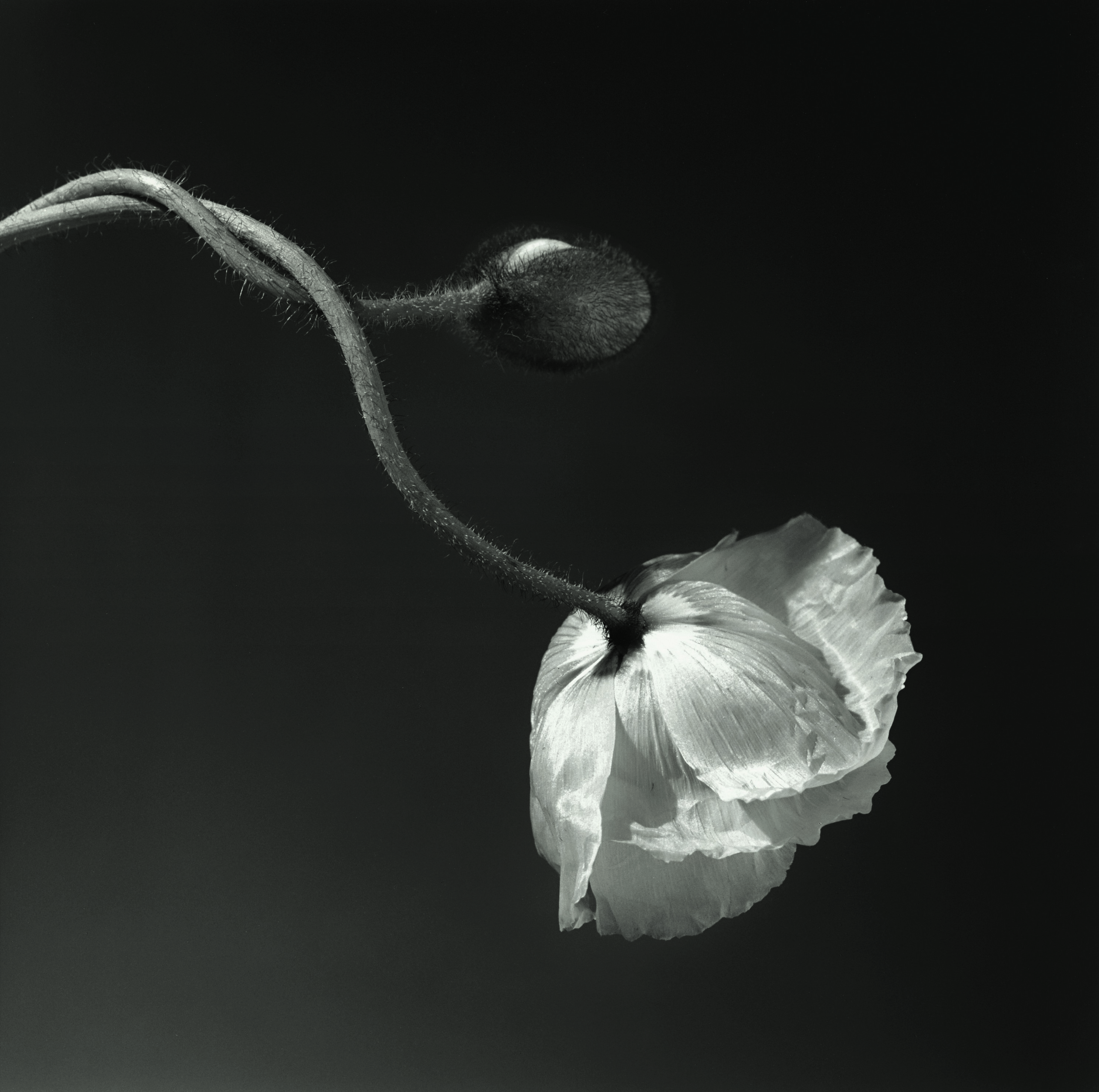 RobertMapplethorpe_Fotografia_cultura_nudi_biancoenero_LGBTQ