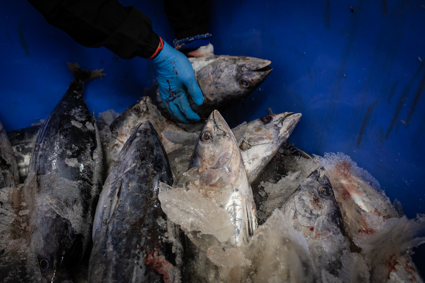 1553100101349-HL-Thibaut-Godet-7359 Katsuobushi 2