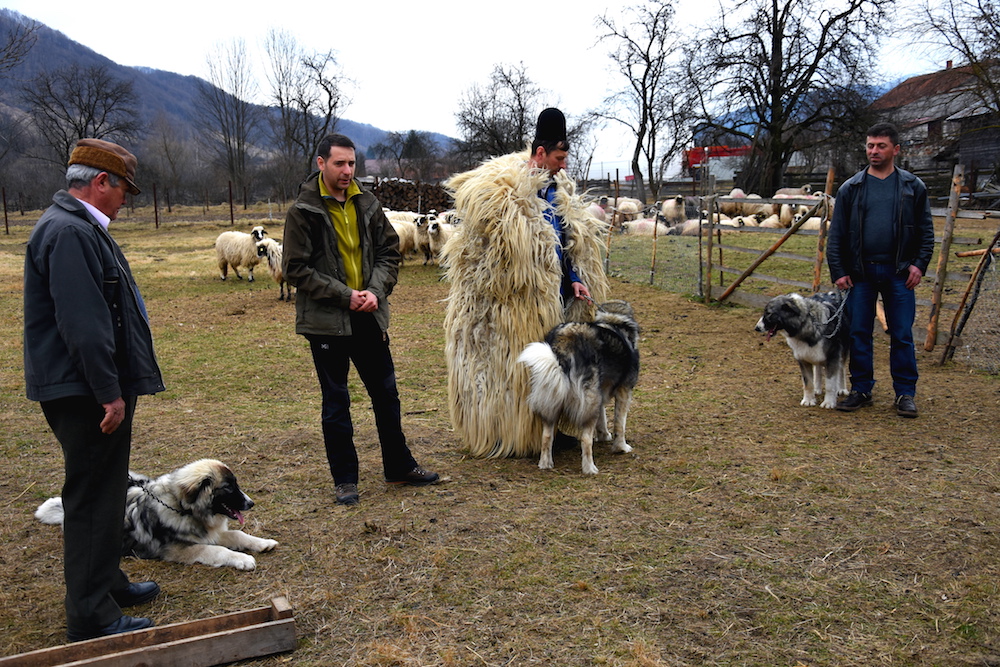 Romanian-Carpathian-Shepherd-Bucova_WWF-Romania-34