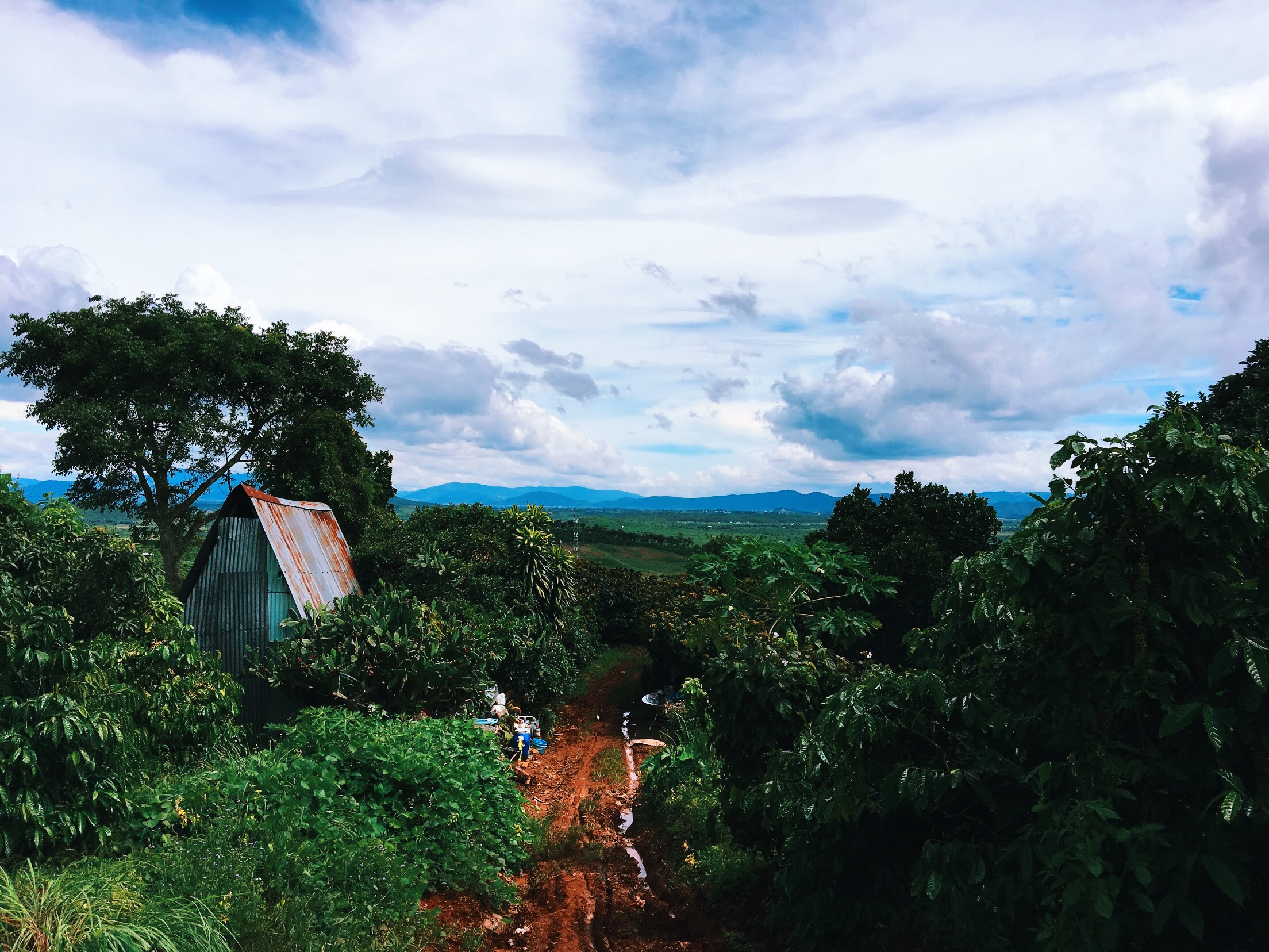 a coffee farm in da lat vietnam