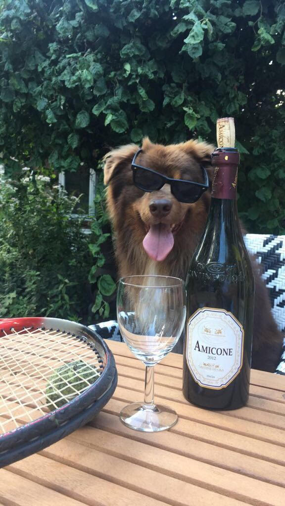 hond met zonnebril en fles rode wijn