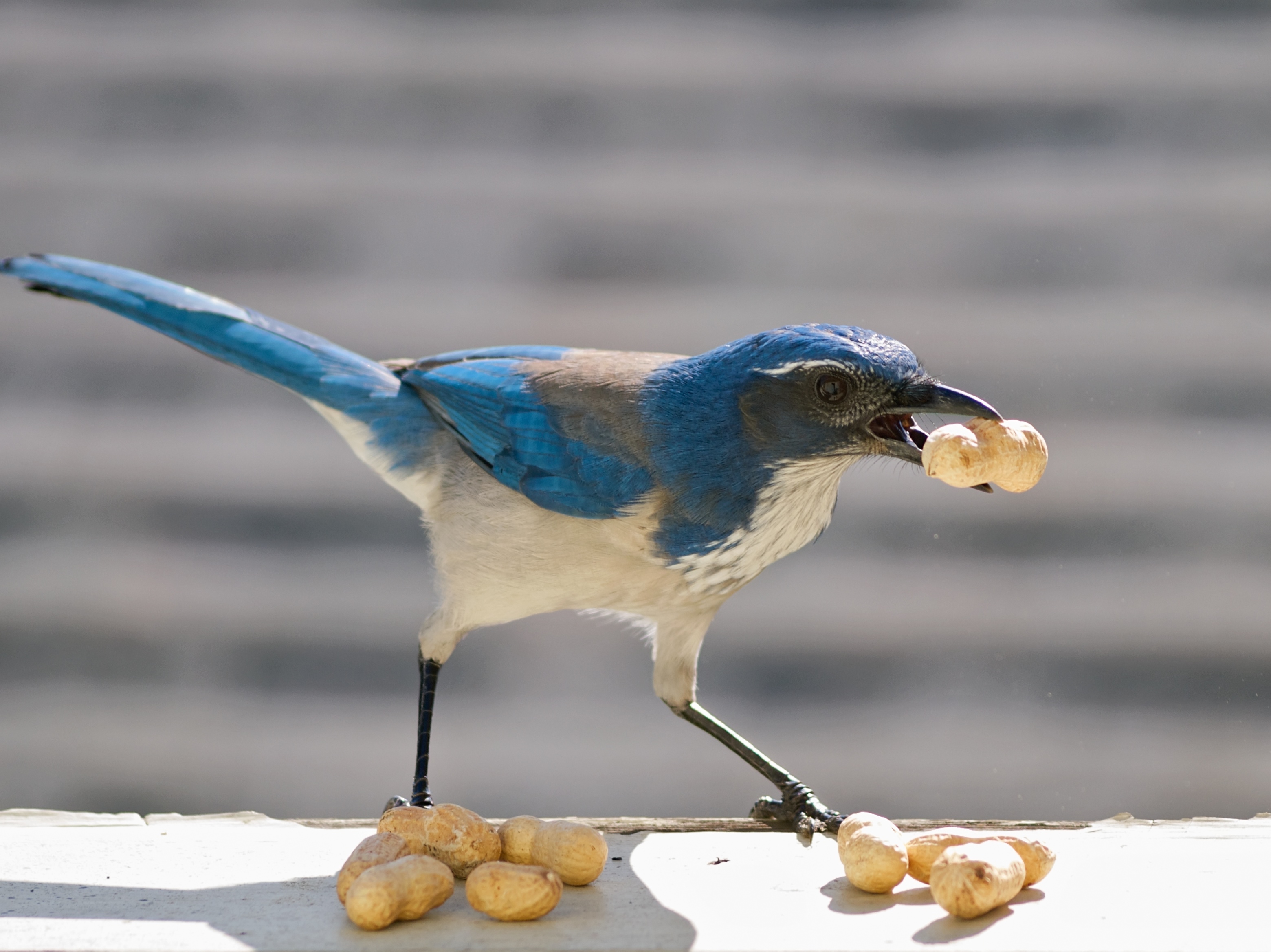 vogel met nootjes
