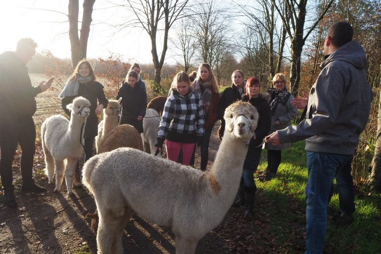 Alpaca met wandelaars