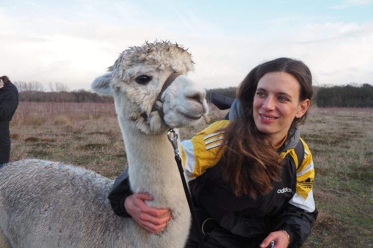 Alpaca met wandelaar