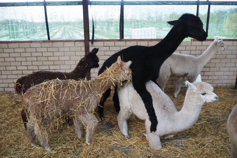 Vijf alpaca's in een schuur