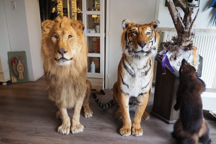 tijger en leeuw