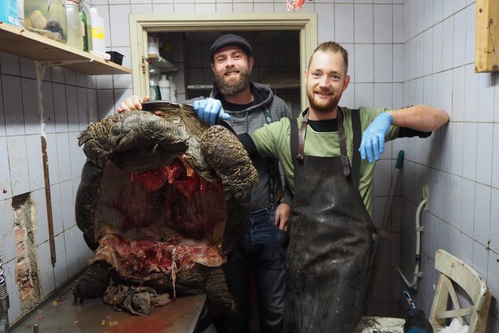 schildpad opgereten