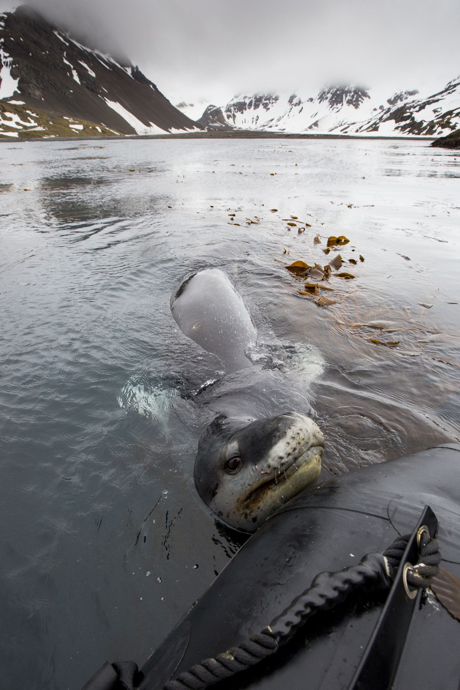 1554996668034-OURPLANET_FROZENWORLDS_20_OliverScholey-2