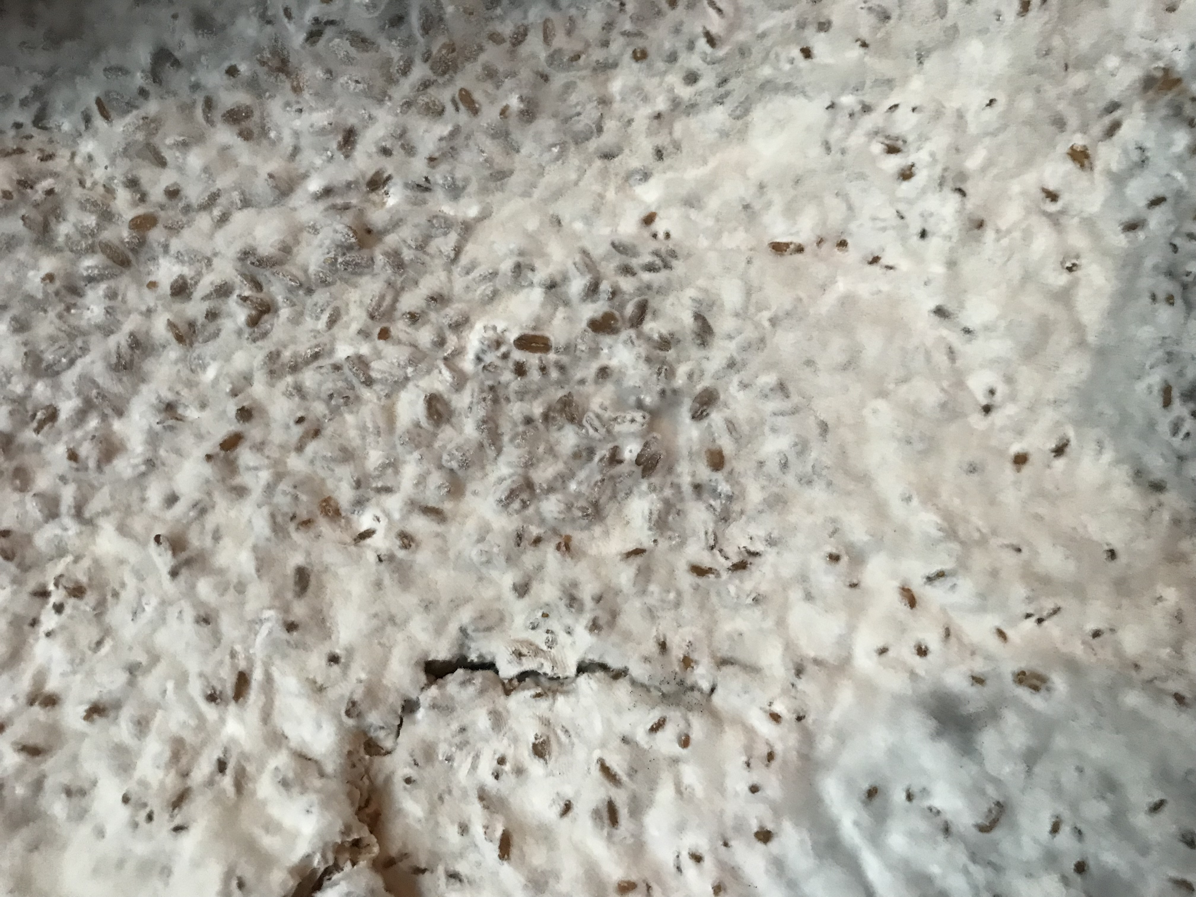 koji-close-up
