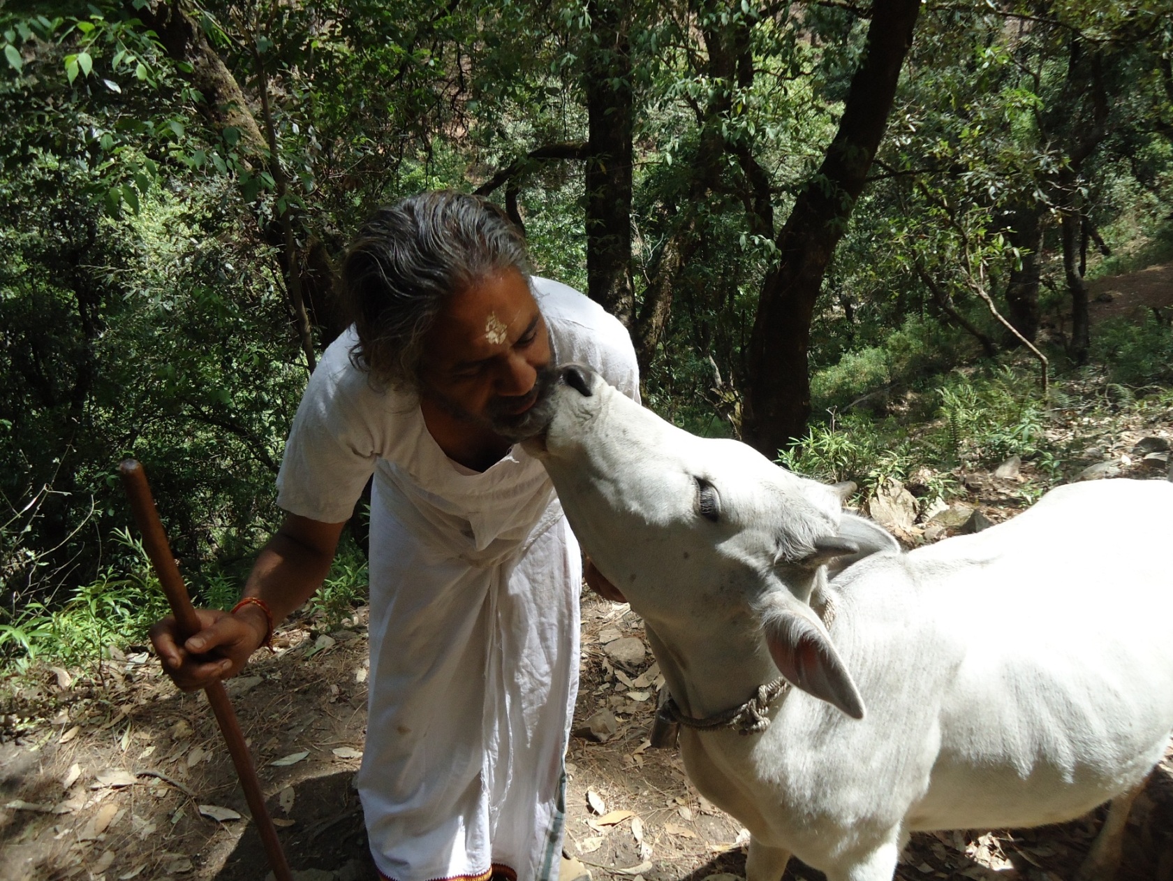 cow politics election -23