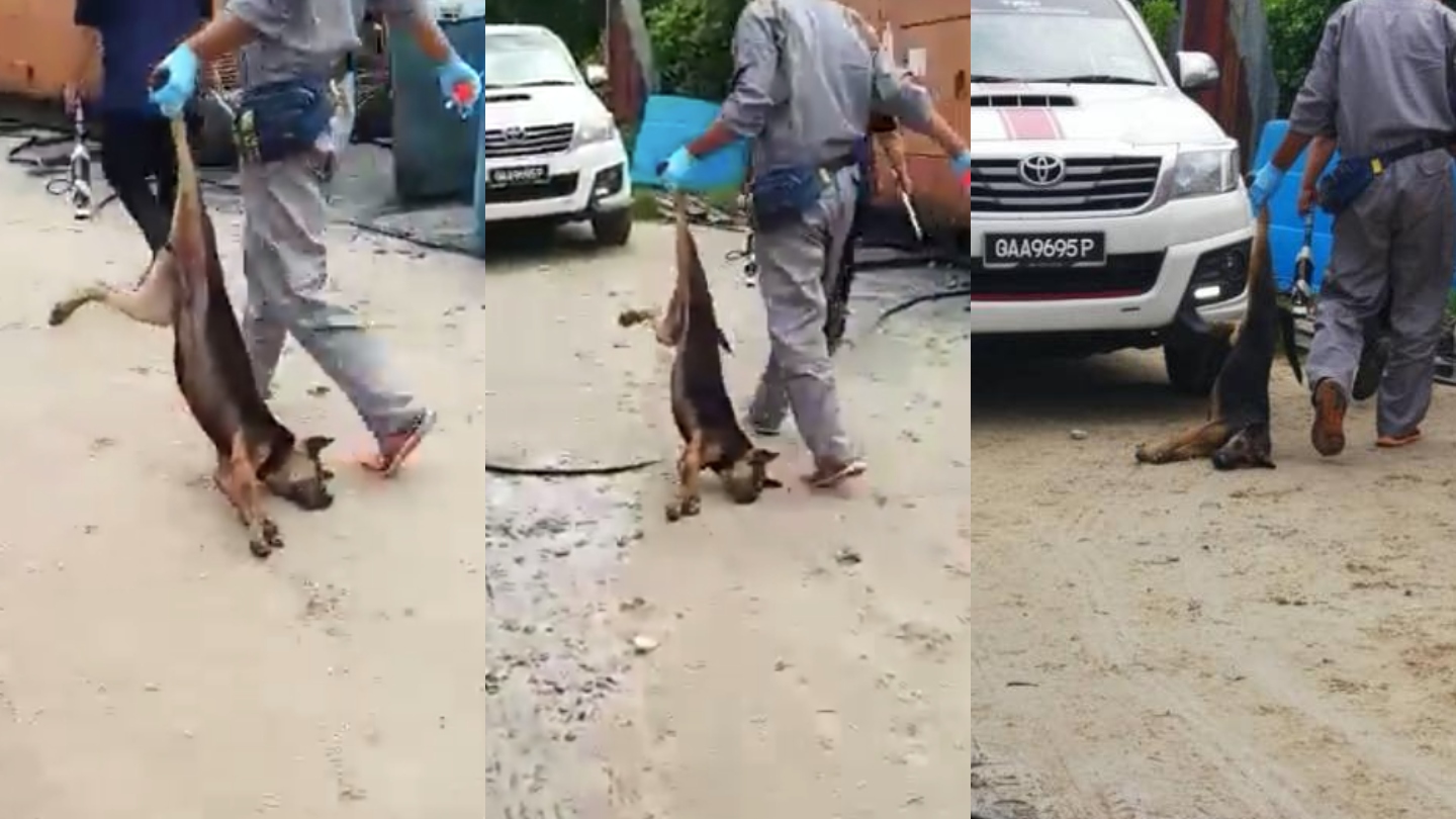 dog malaysia