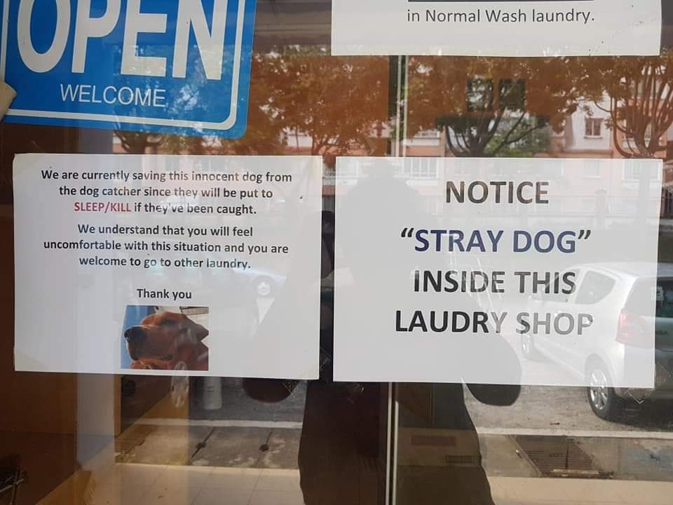 stray dogs