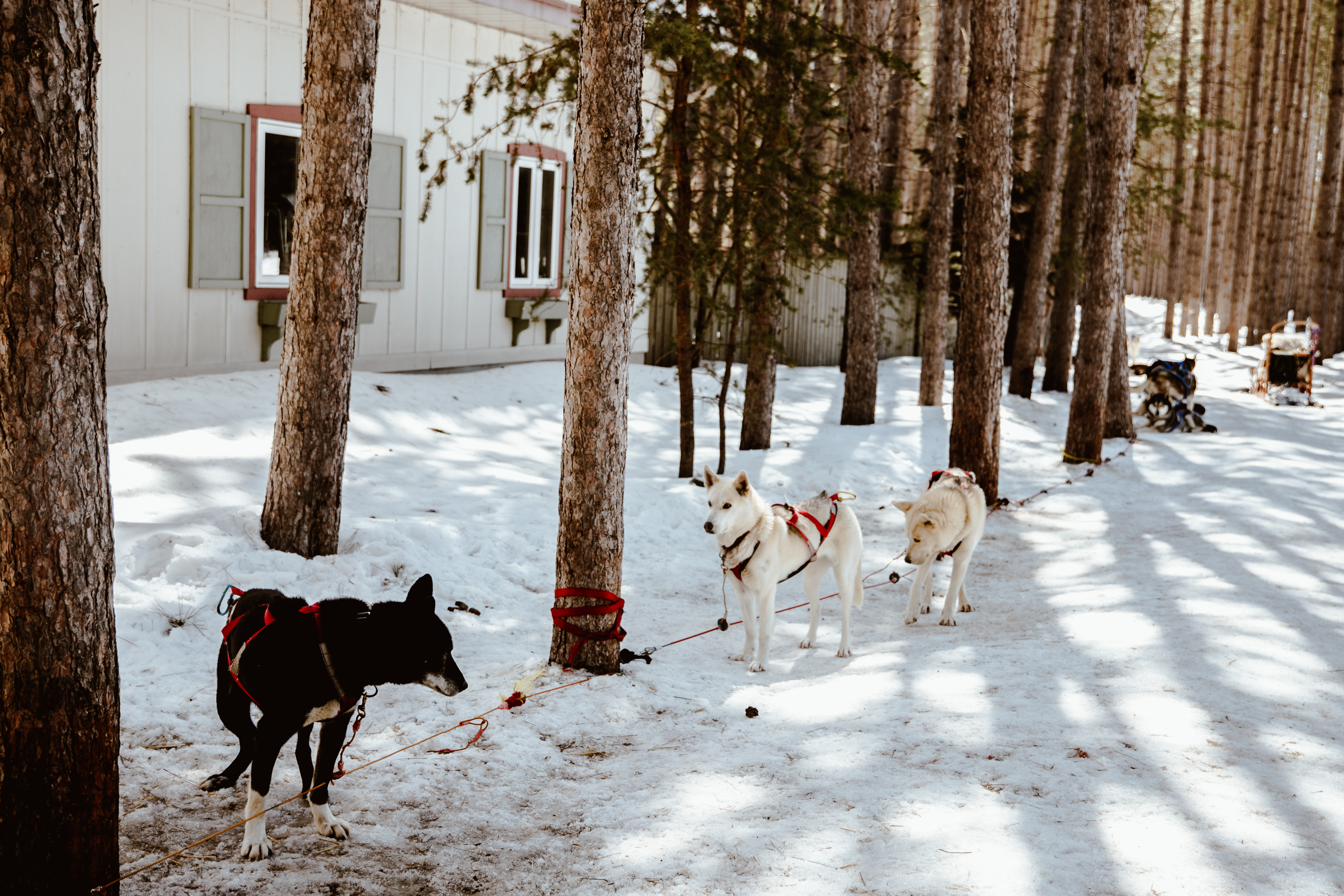 1555951032238-TheSAVCollective_DogSled25