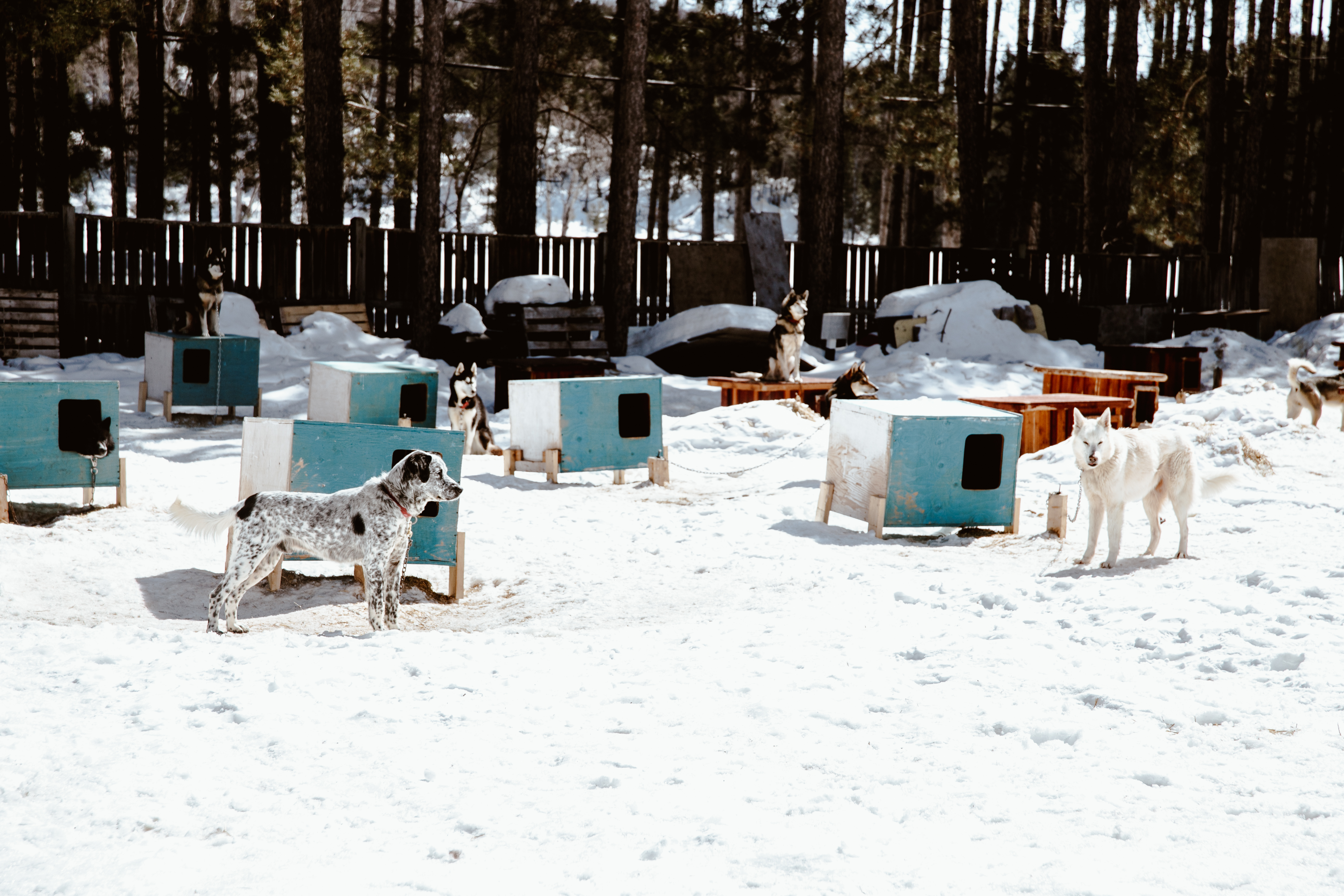1555951220550-TheSAVCollective_DogSled21