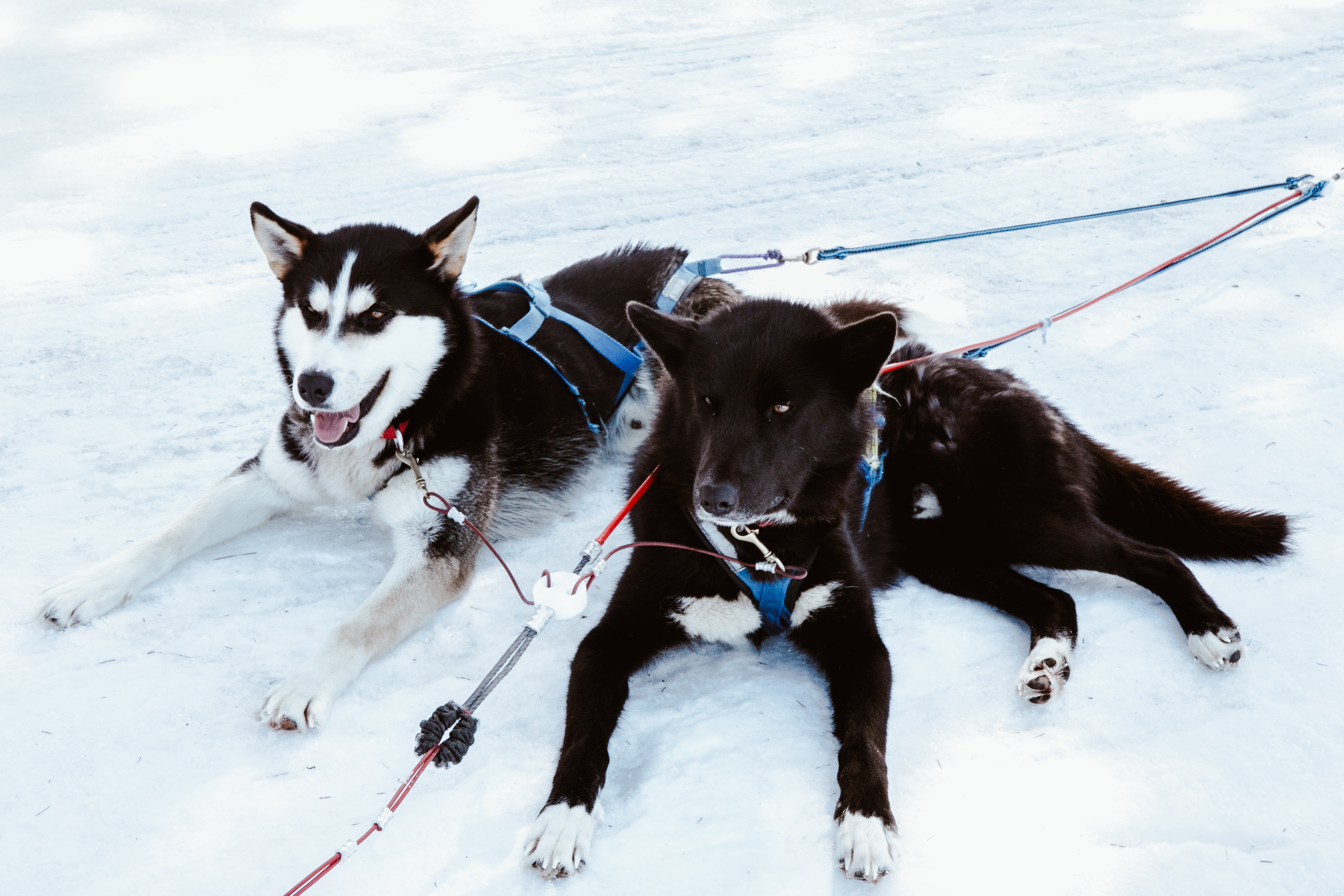 1555951283545-TheSAVCollective_DogSled2