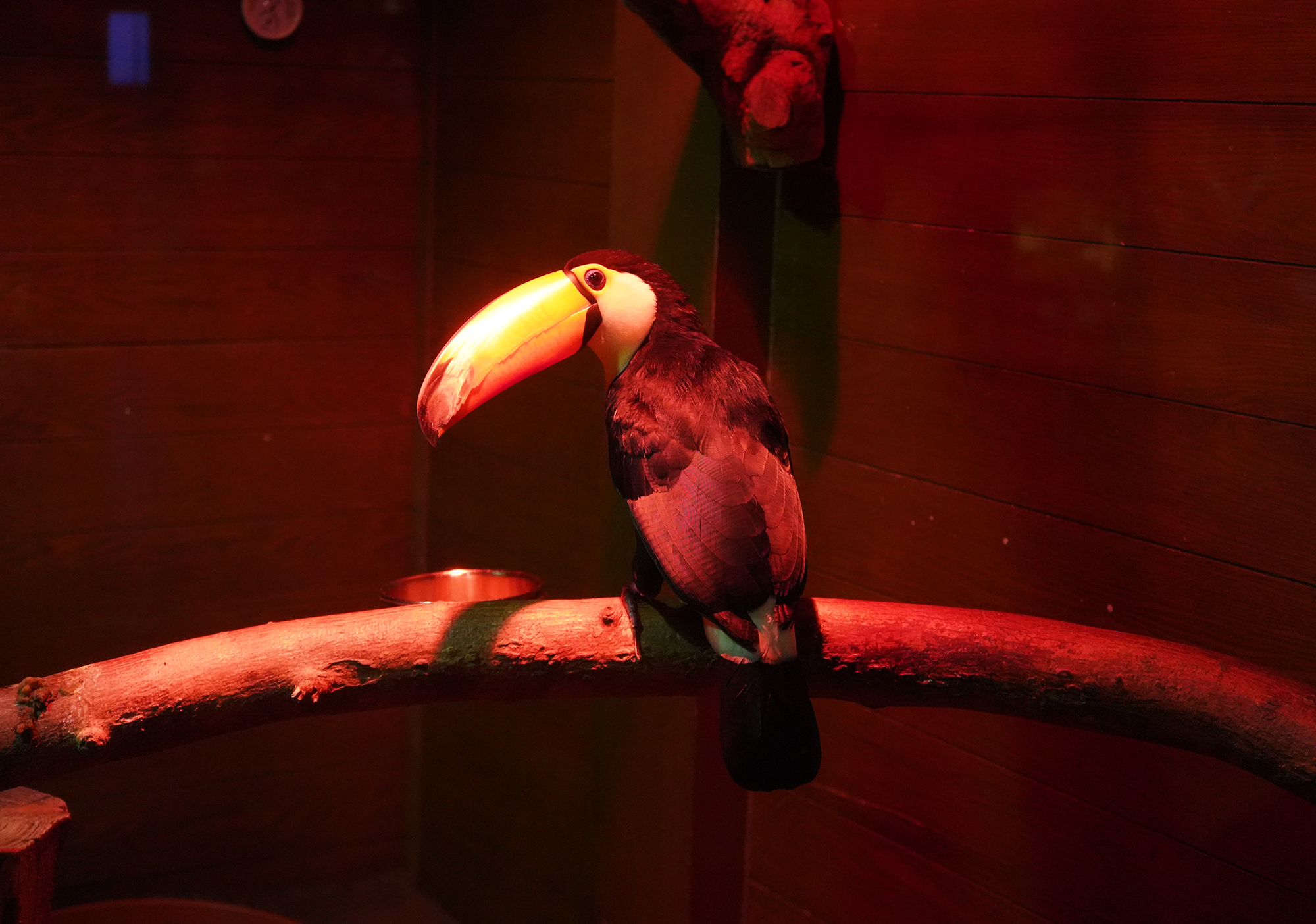 A toucan in a glass enclosure