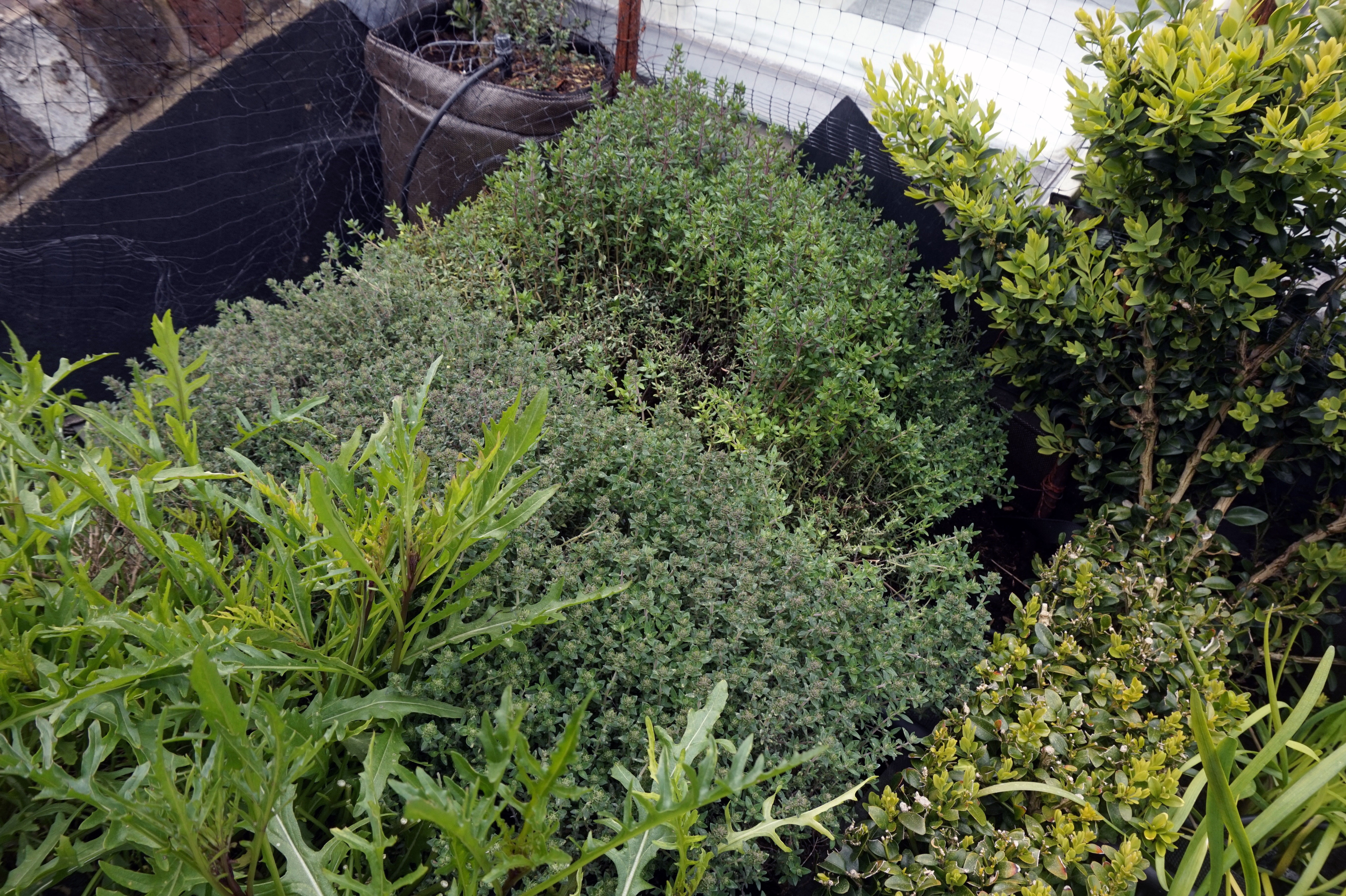 1556711278341-L_-Rocket-M_-Orange-Thyme