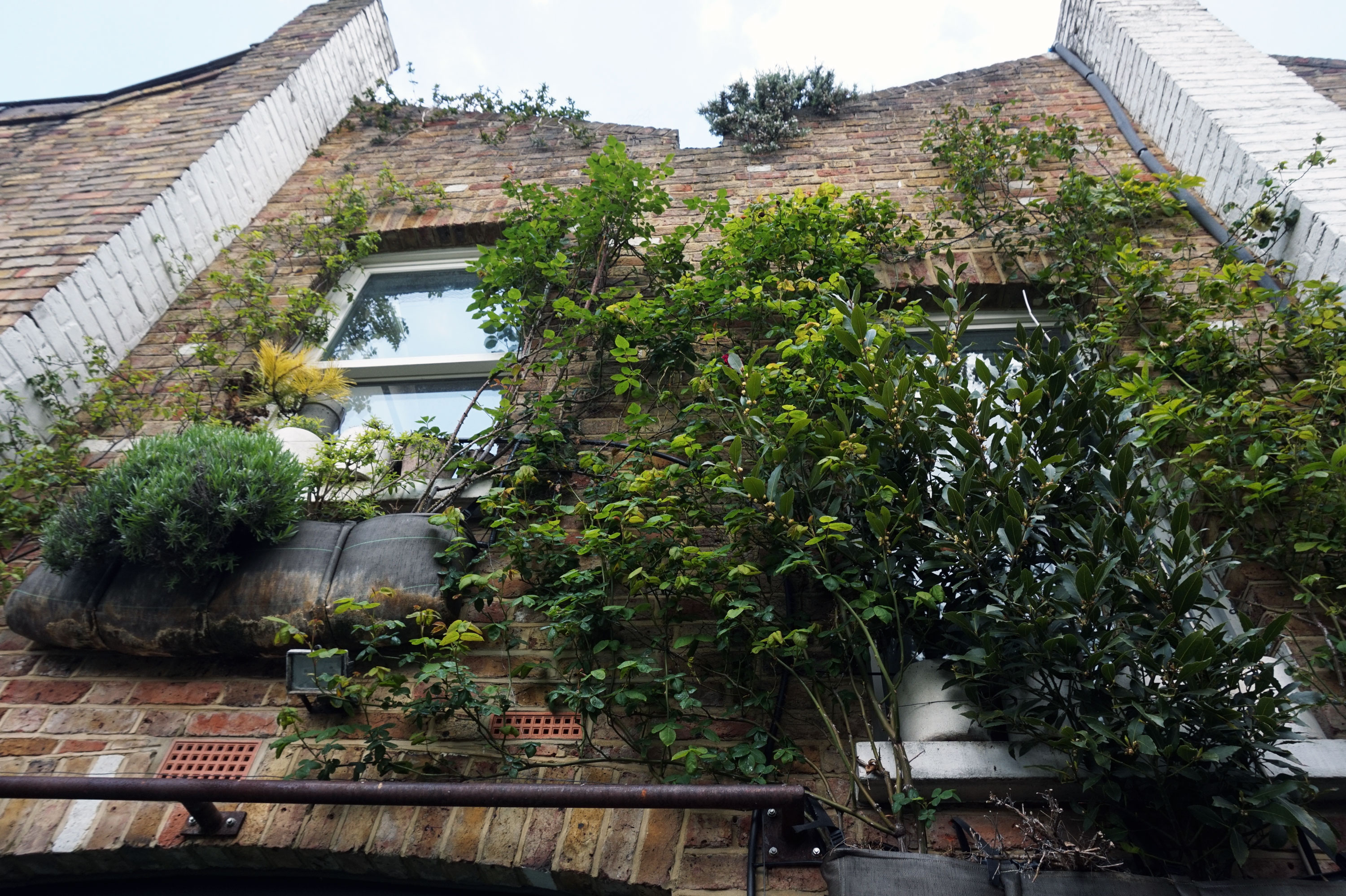 1556723296194-Back-Garden-Wall-Hanging-Plants4