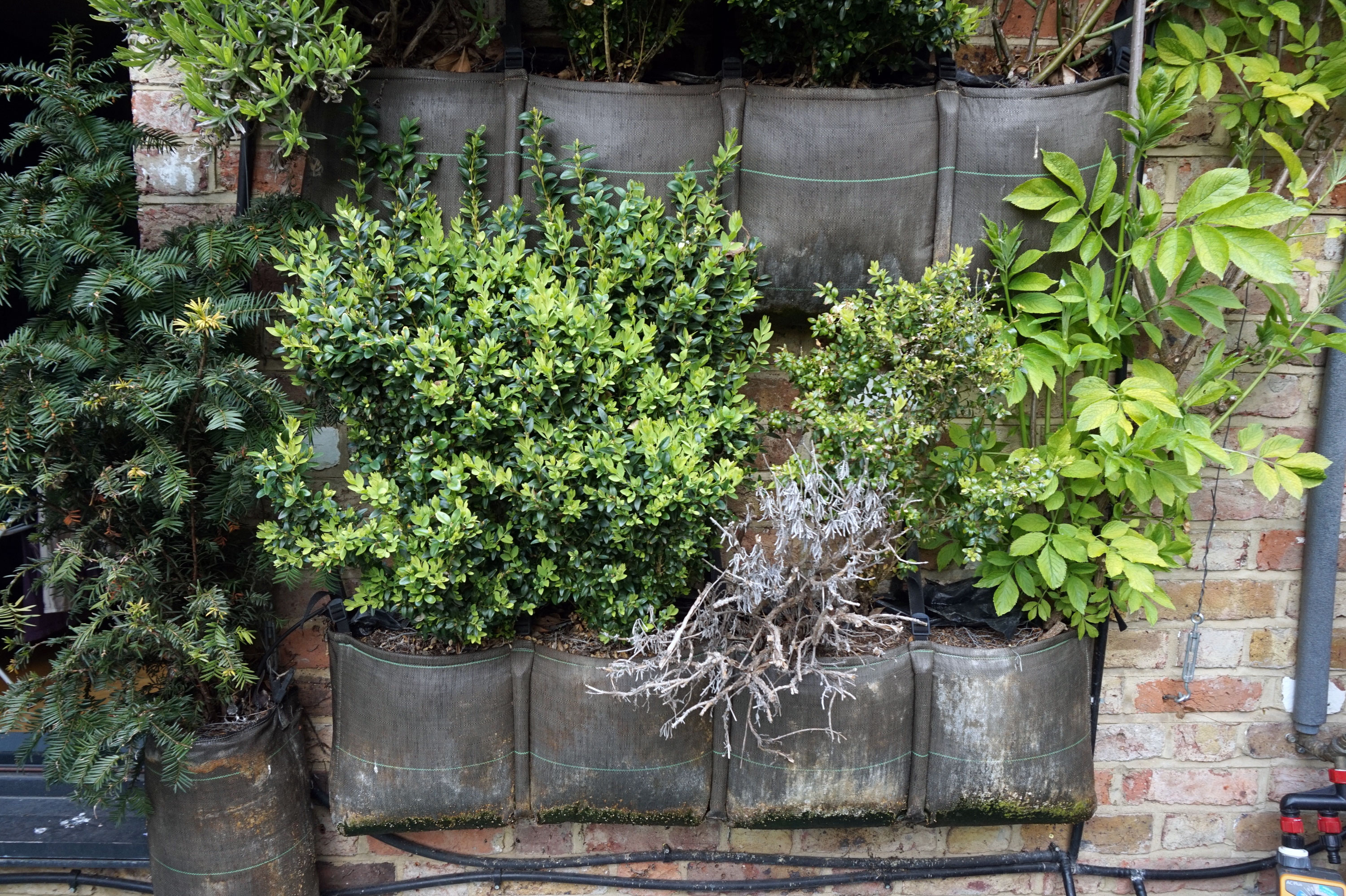 1556723319378-Back-Garden-Wall-Hanging-Plants1