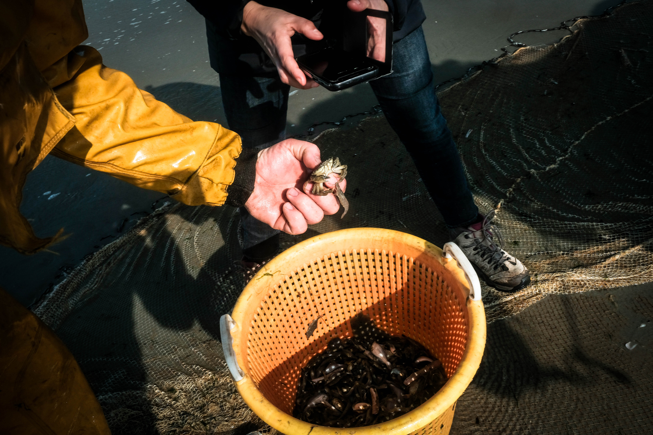 1557135105795-Peche-Crevette-Grise-Crabe