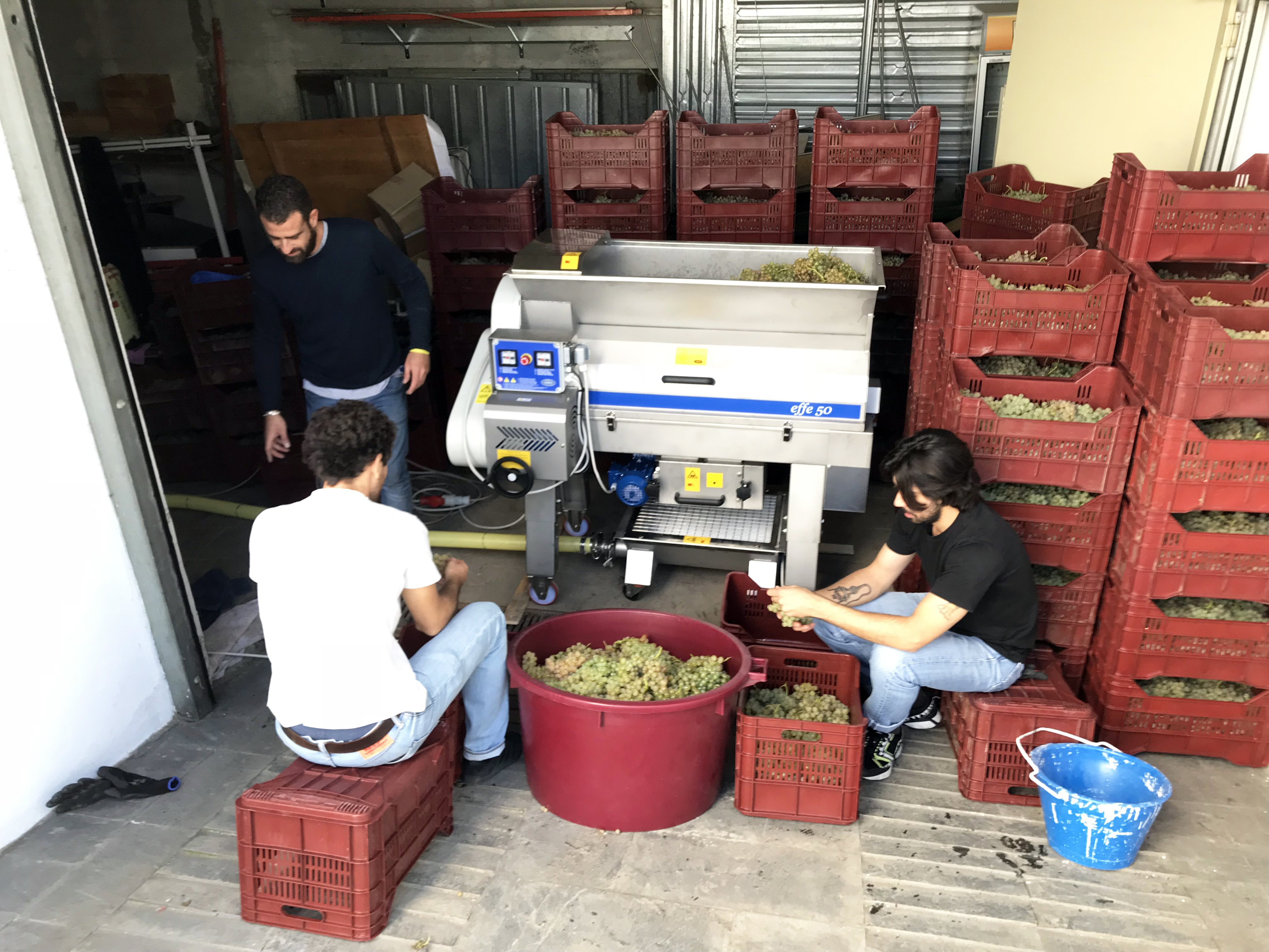 Selezione_grappoli_fiano