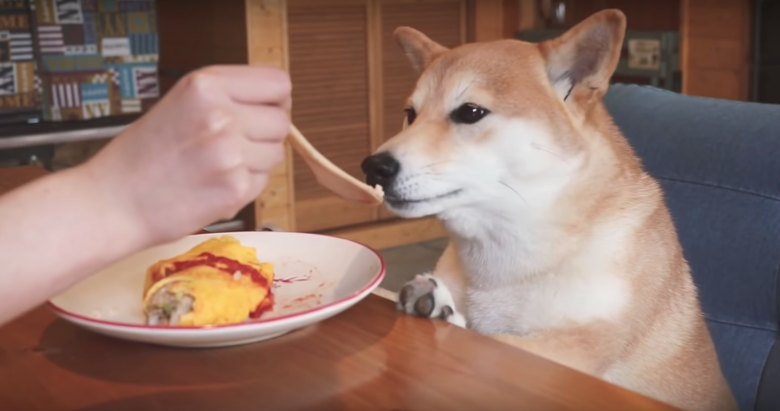 screenshot of punchan the shiba omelette rice video