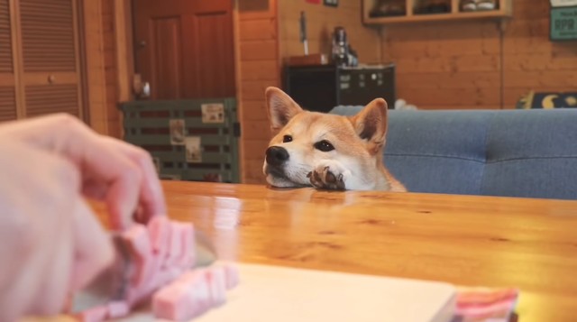 Watch This Hungry Shiba Inu Is All Of Us After A Long Week