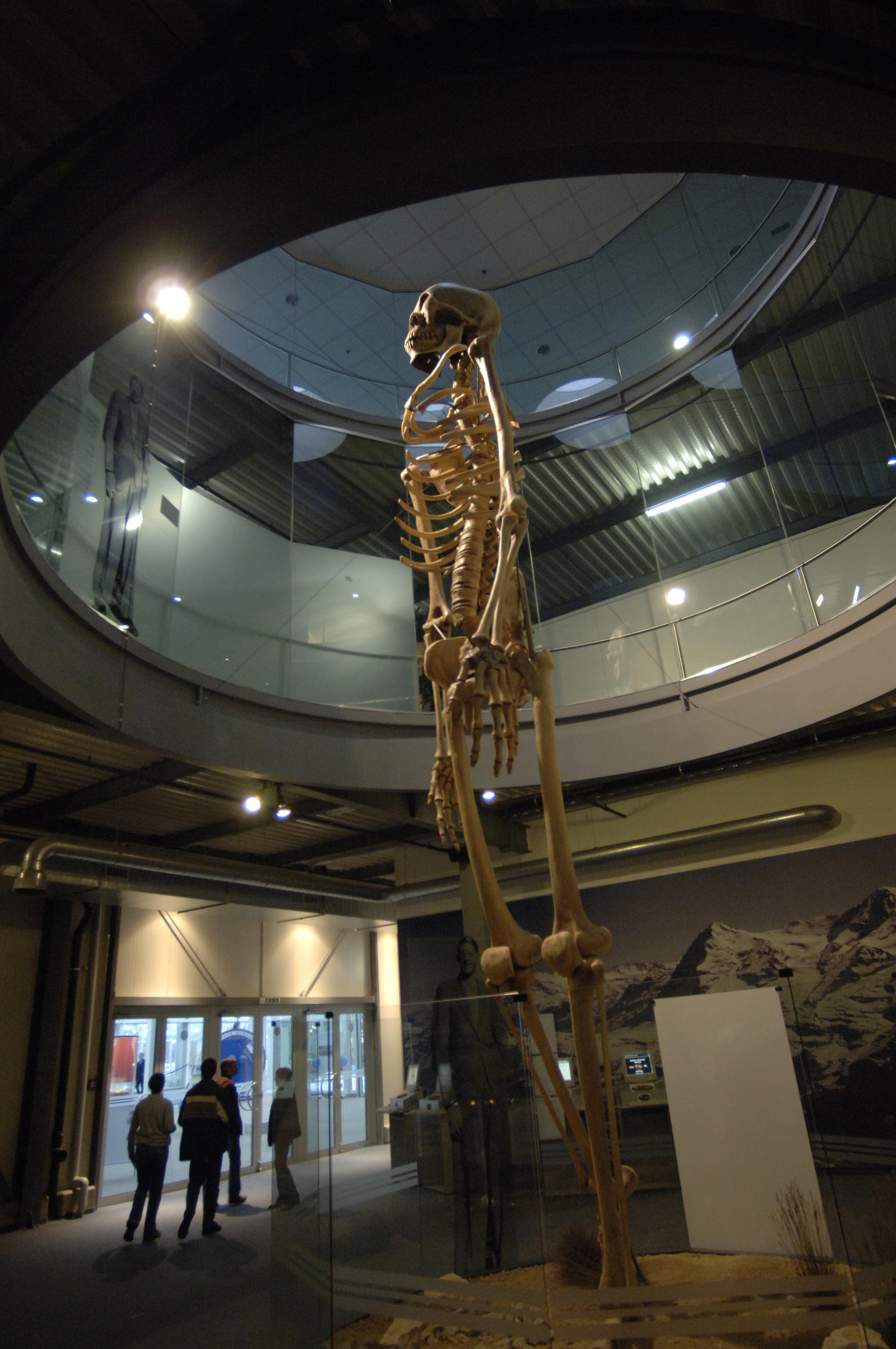 A giant model of a human skeleton in a museum space