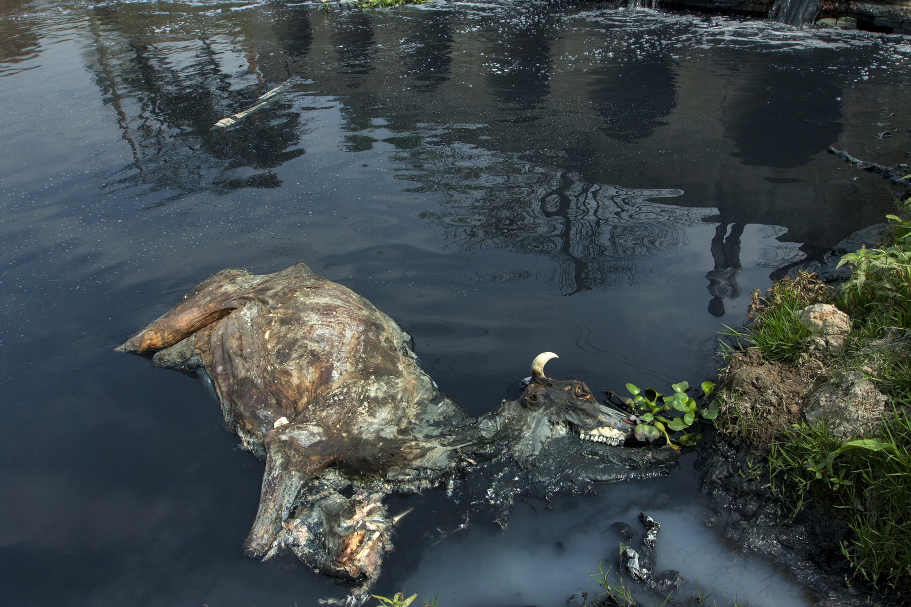 livestock pollution dhaka