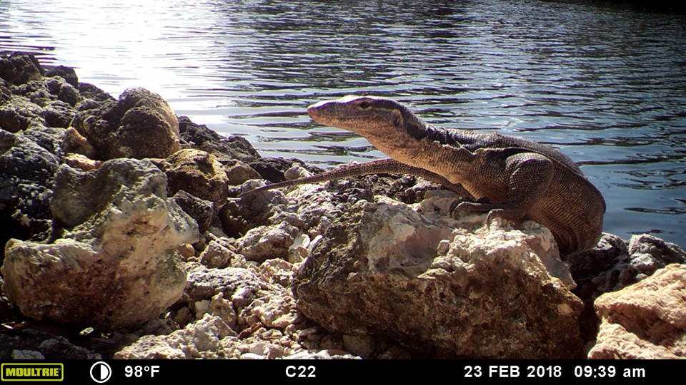 Florida wildlife authorities captured an Asian water monitor in Florida Keys.
