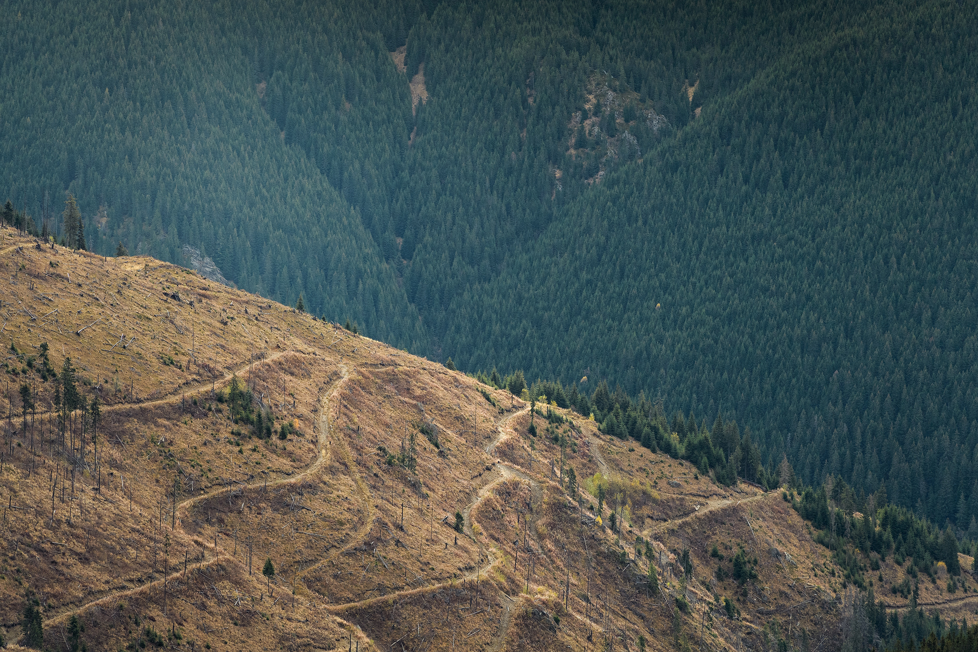 fagaras