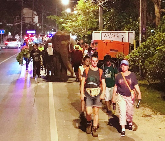 tourists join walk to freedom of elephants