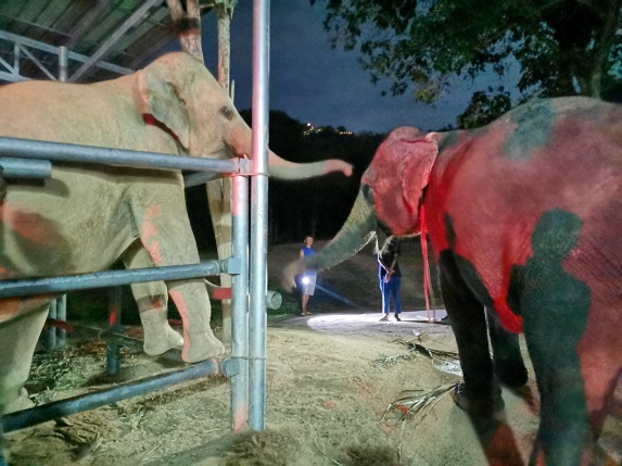 mother and daughter elephant reunited