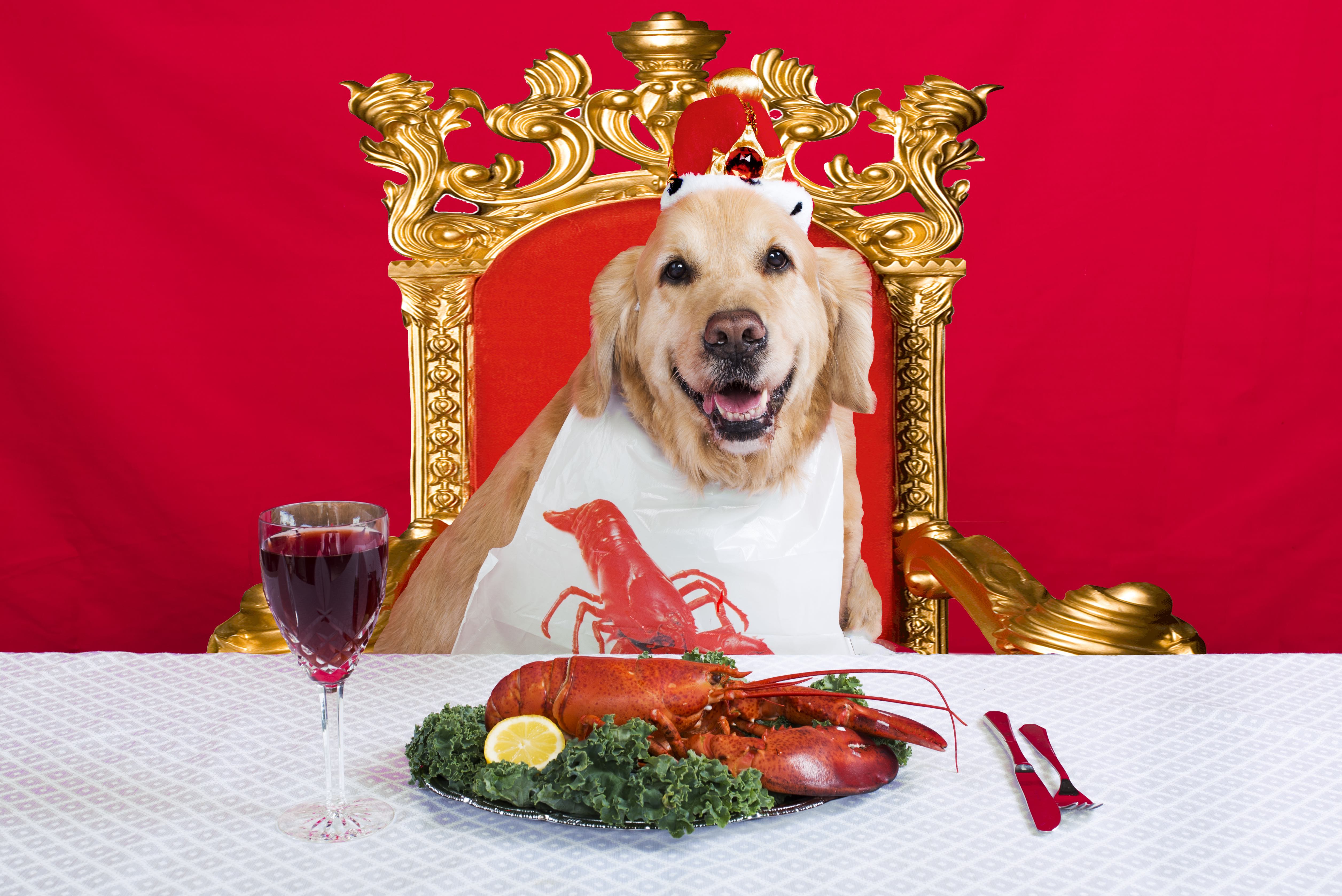 1558728632971-DOG-IS-GOD