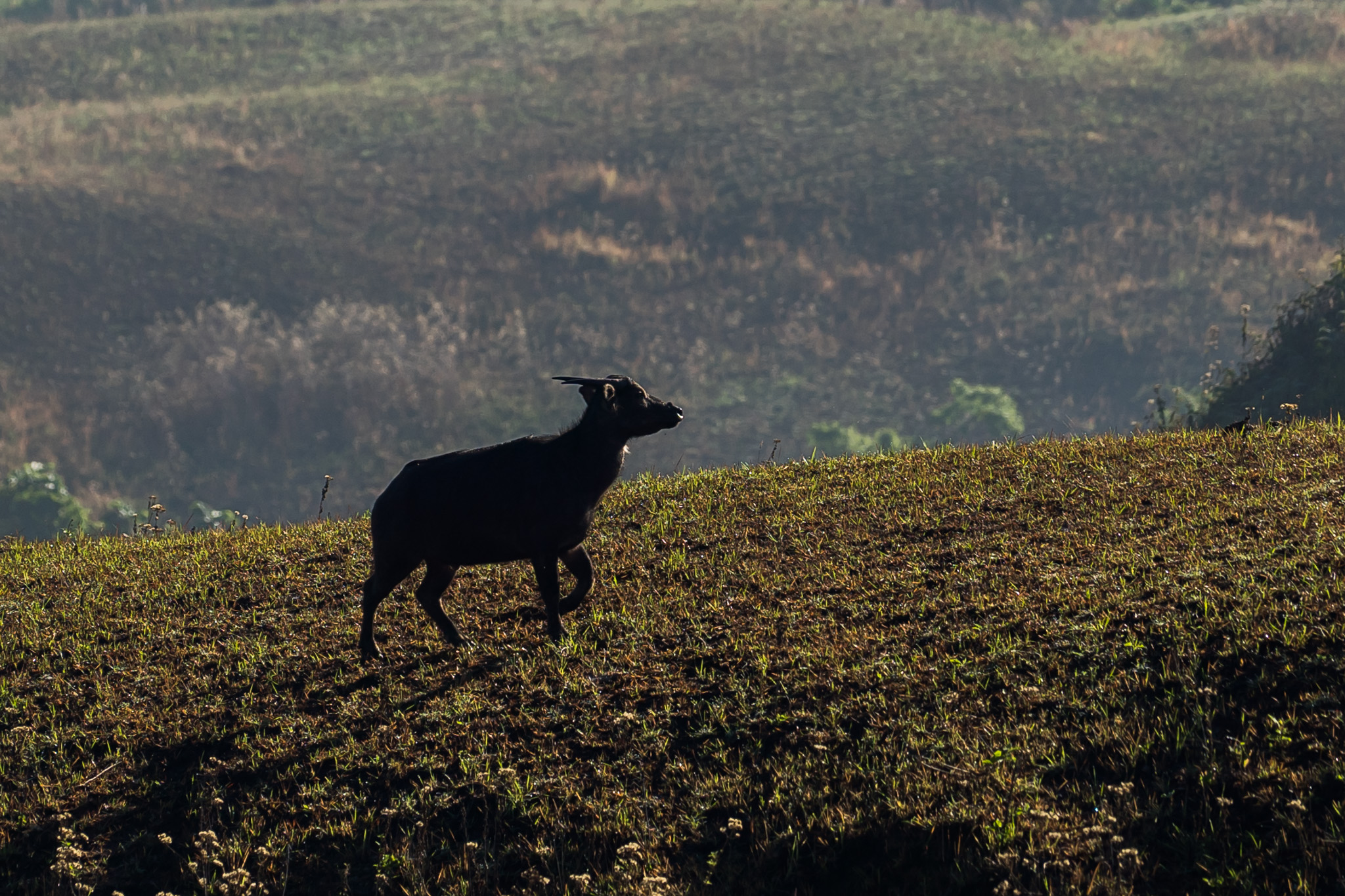 1559556979466-Philippine-Tamaraw-Count-2019-by-Martin-San-Diego-0009-08333
