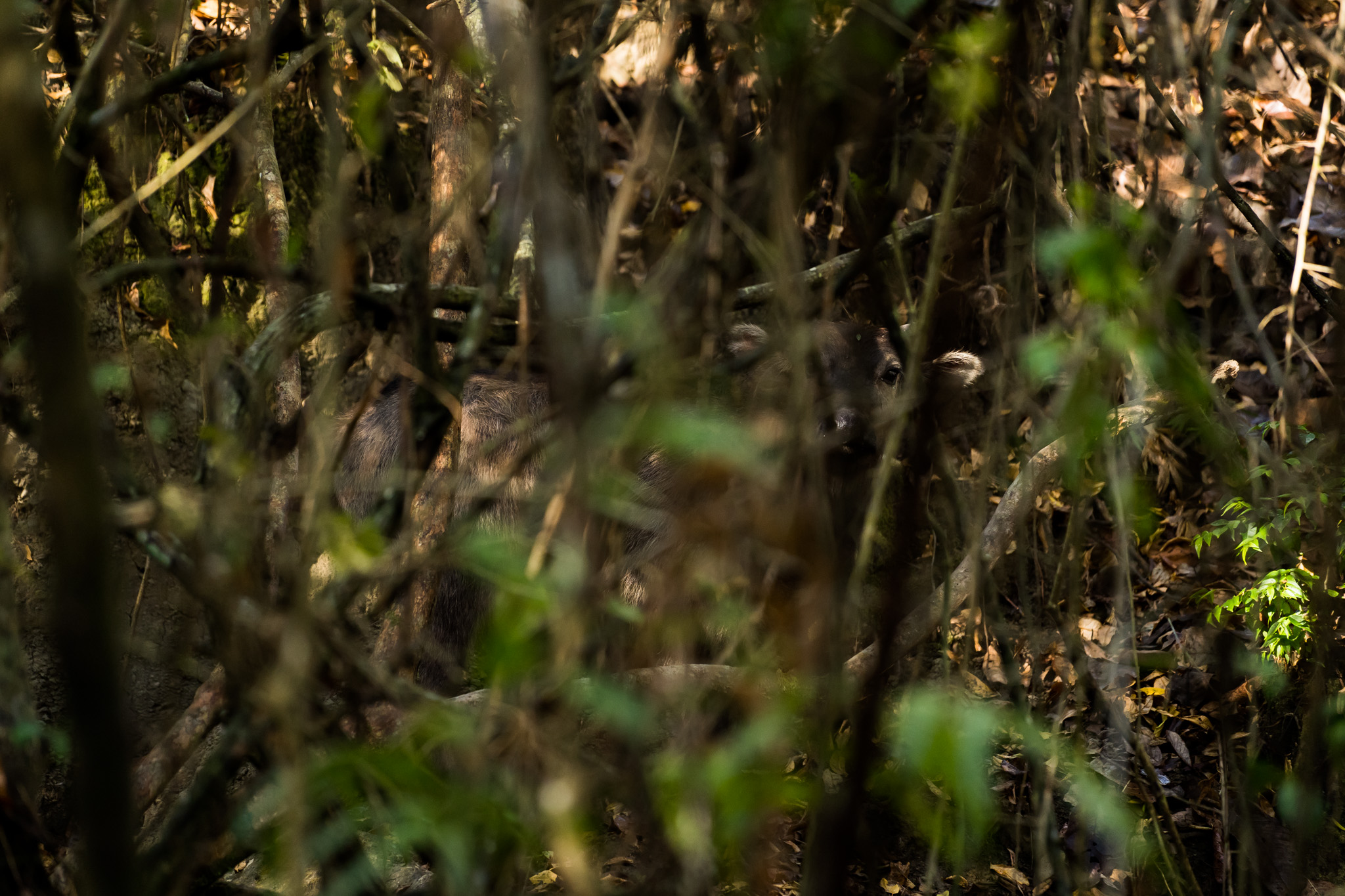 1559557140838-Philippine-Tamaraw-Count-2019-by-Martin-San-Diego-0015-08371