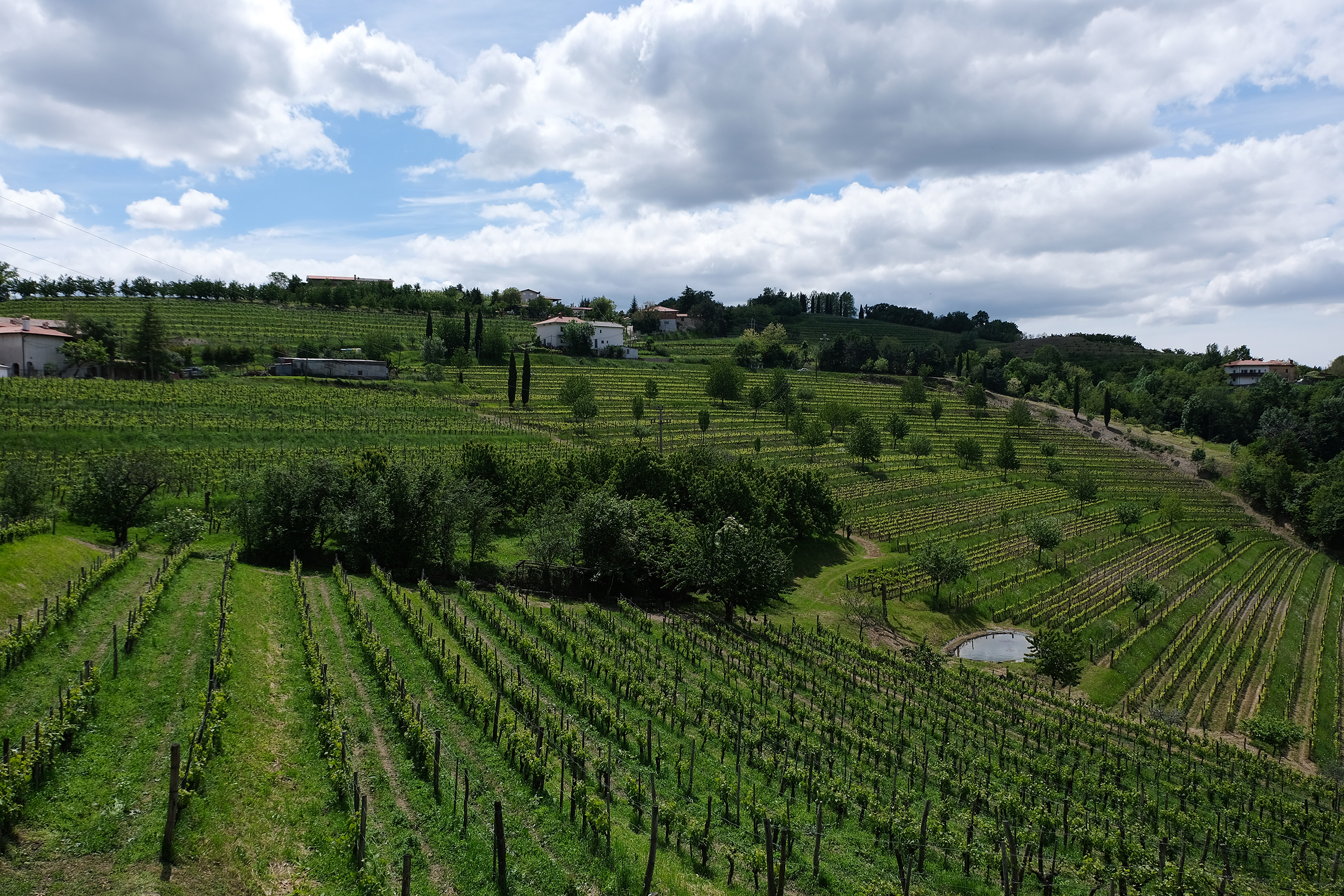 Vigna-di-Hum