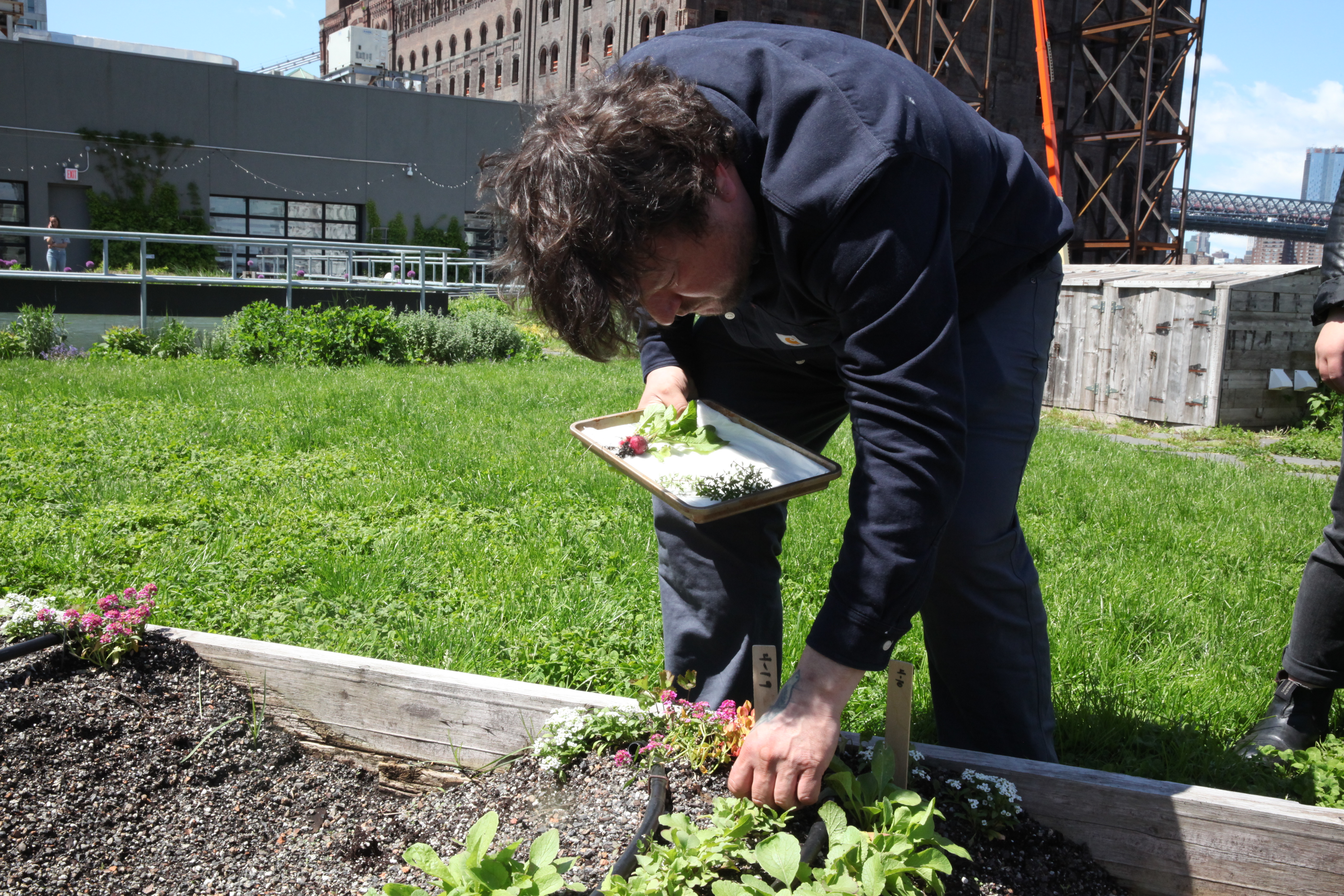 chef erik anderson of coi picking radishes on the munchies rooftop garden