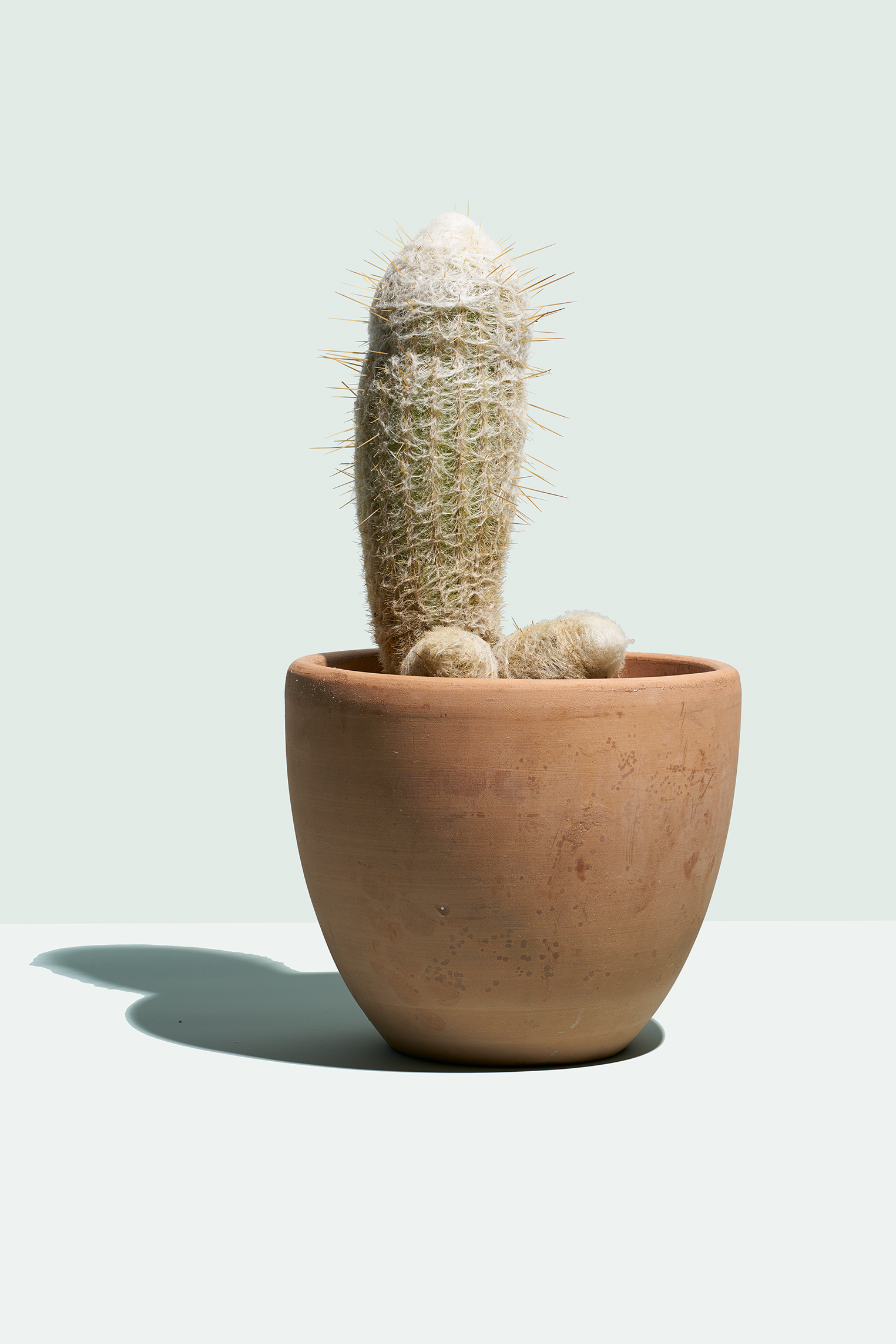 Cactus Viagra pills