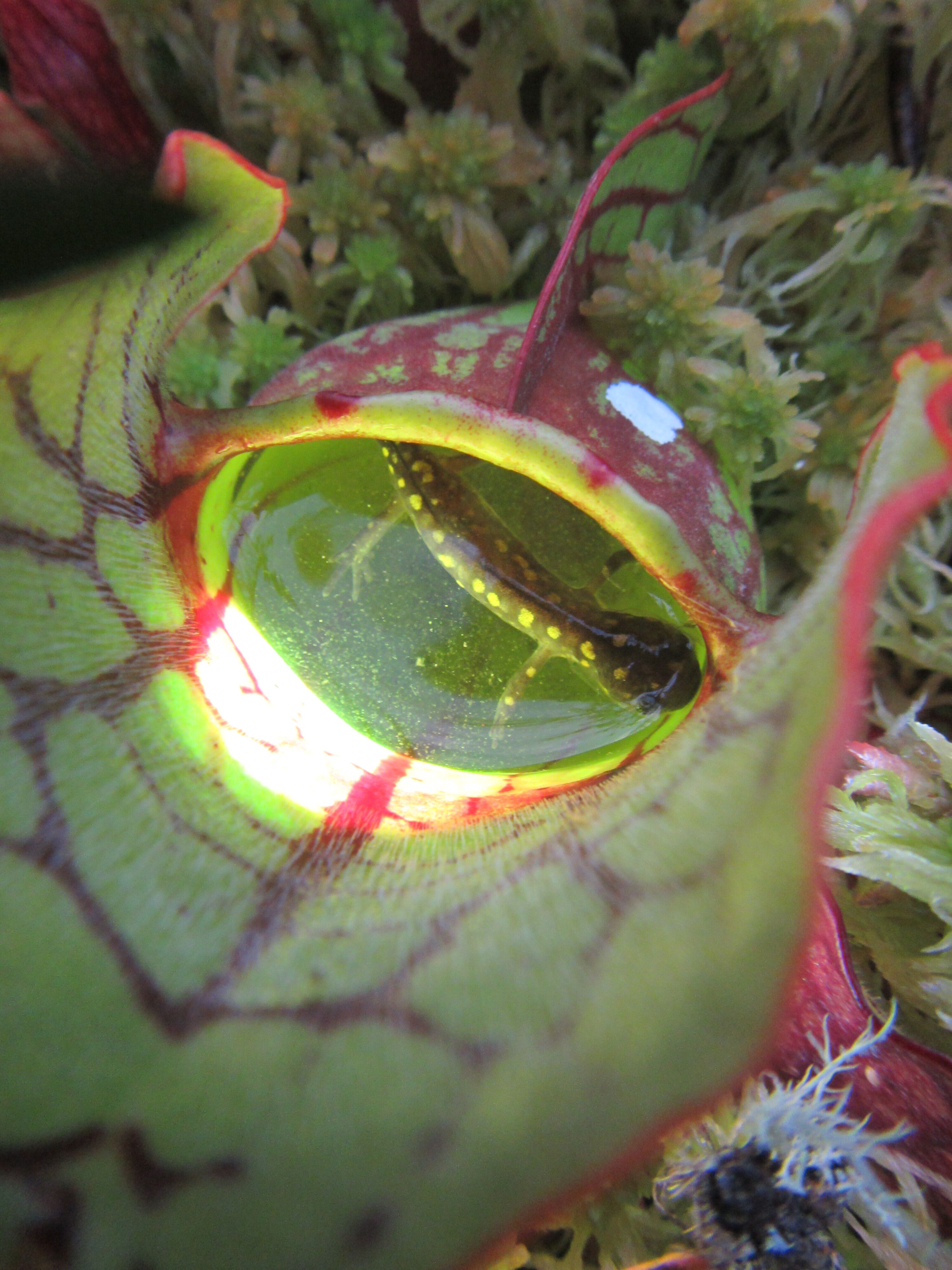 Salamander in a pitcher plant