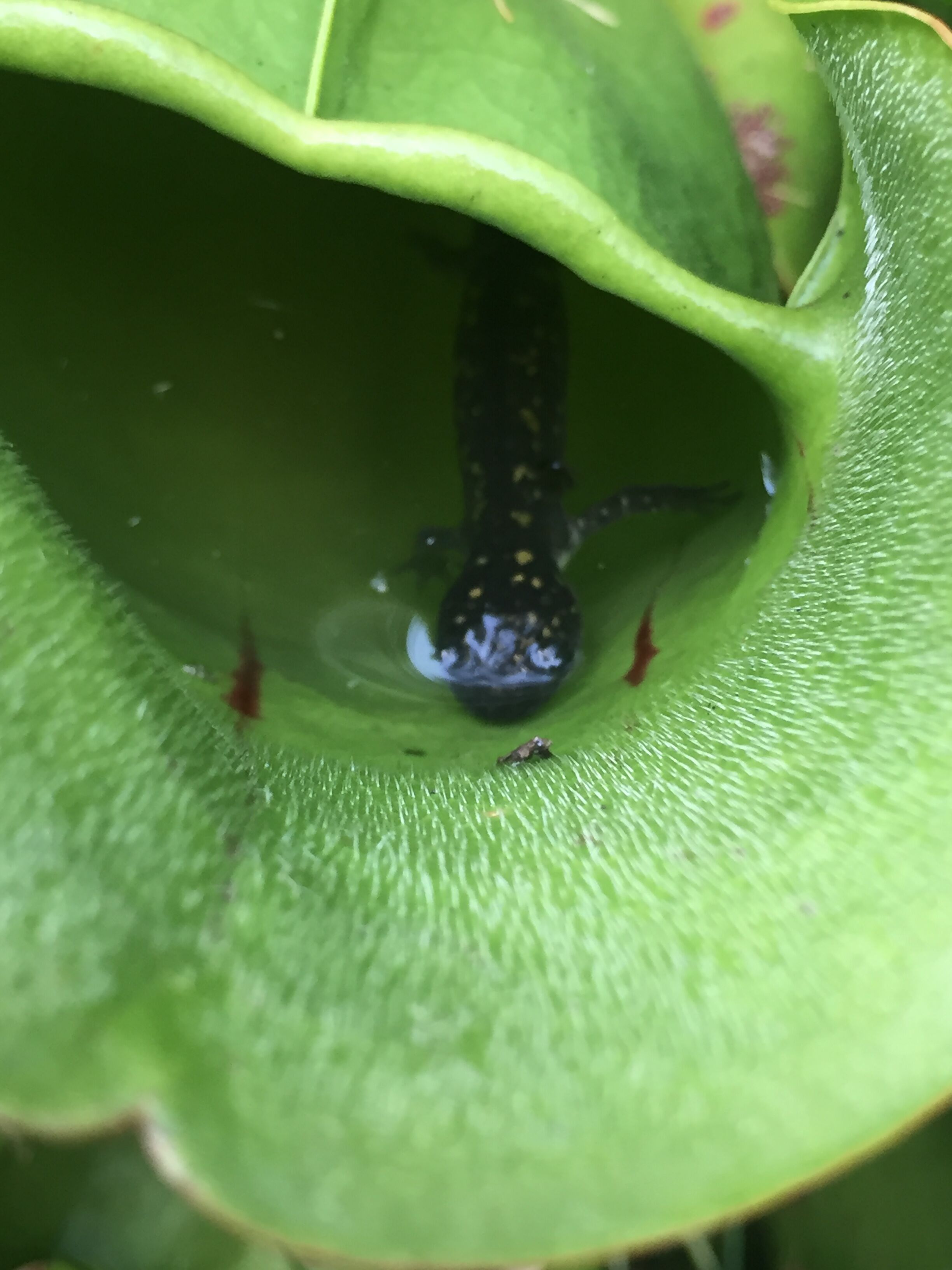 A salamander inside of a pitcher plant