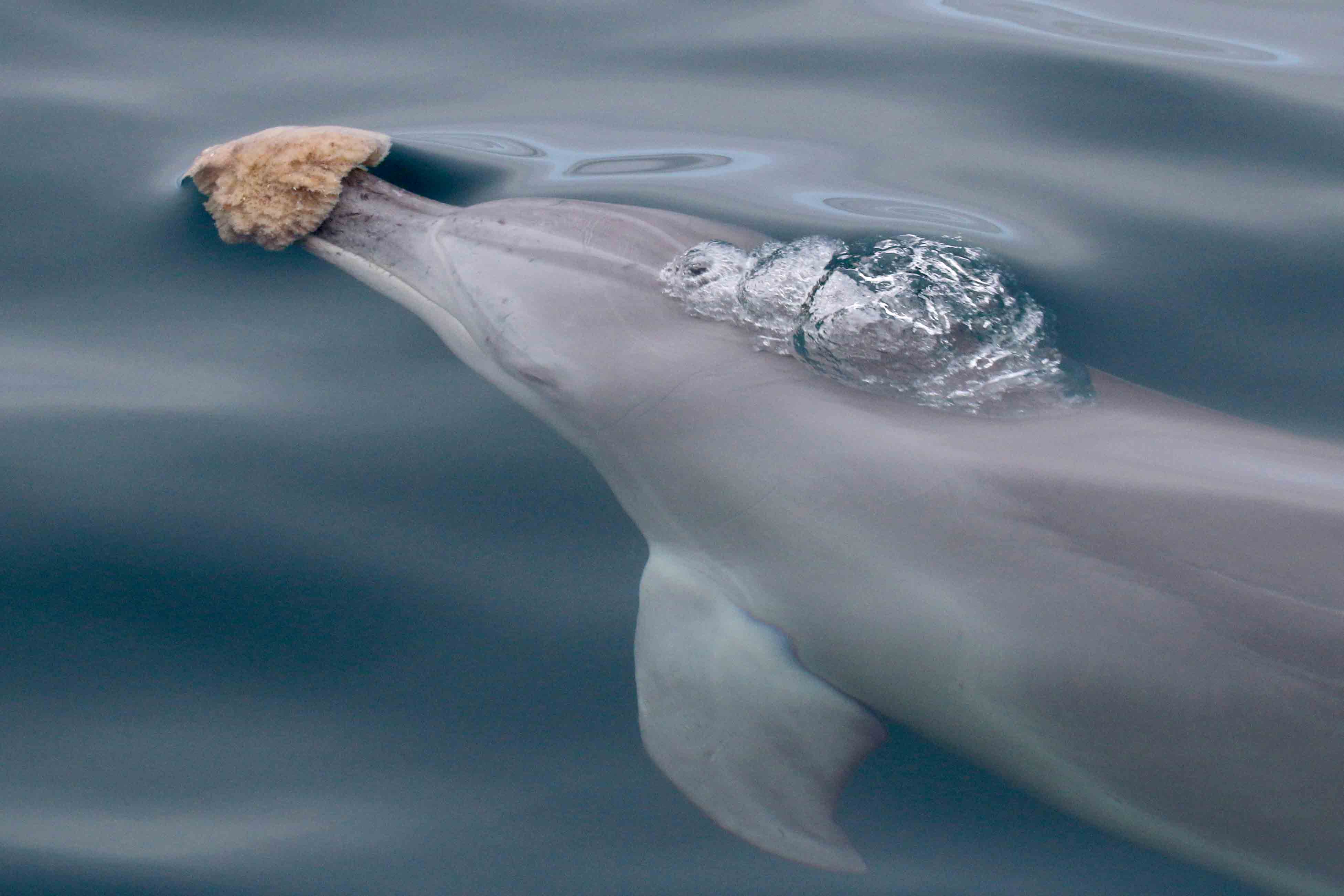 A bottlenose dolphin with a sea sponge in Shark Bay, Western Australia. 