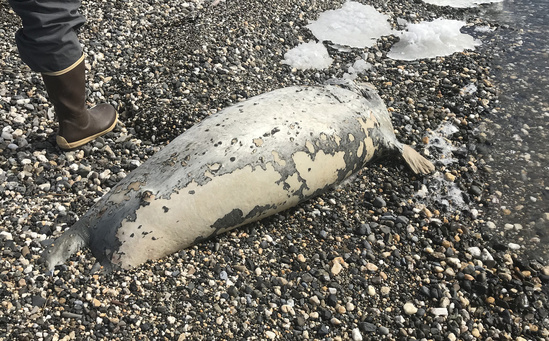 A dead seal found on a beach near Kotzebue, Alaska.