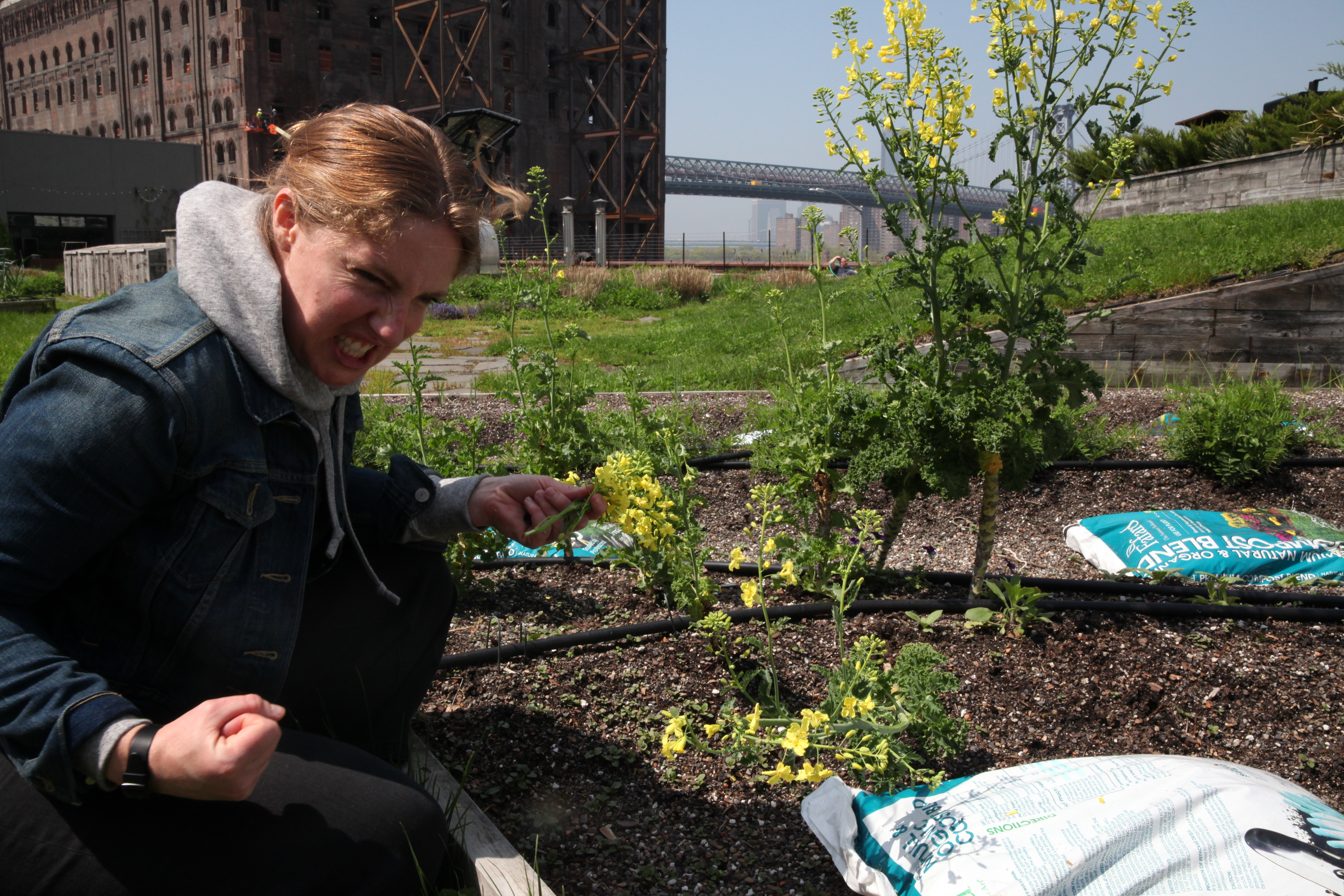 abra berens, chef at granor farm and author of the book ruffage, at the munchies roof garden to pick flowers and herbs