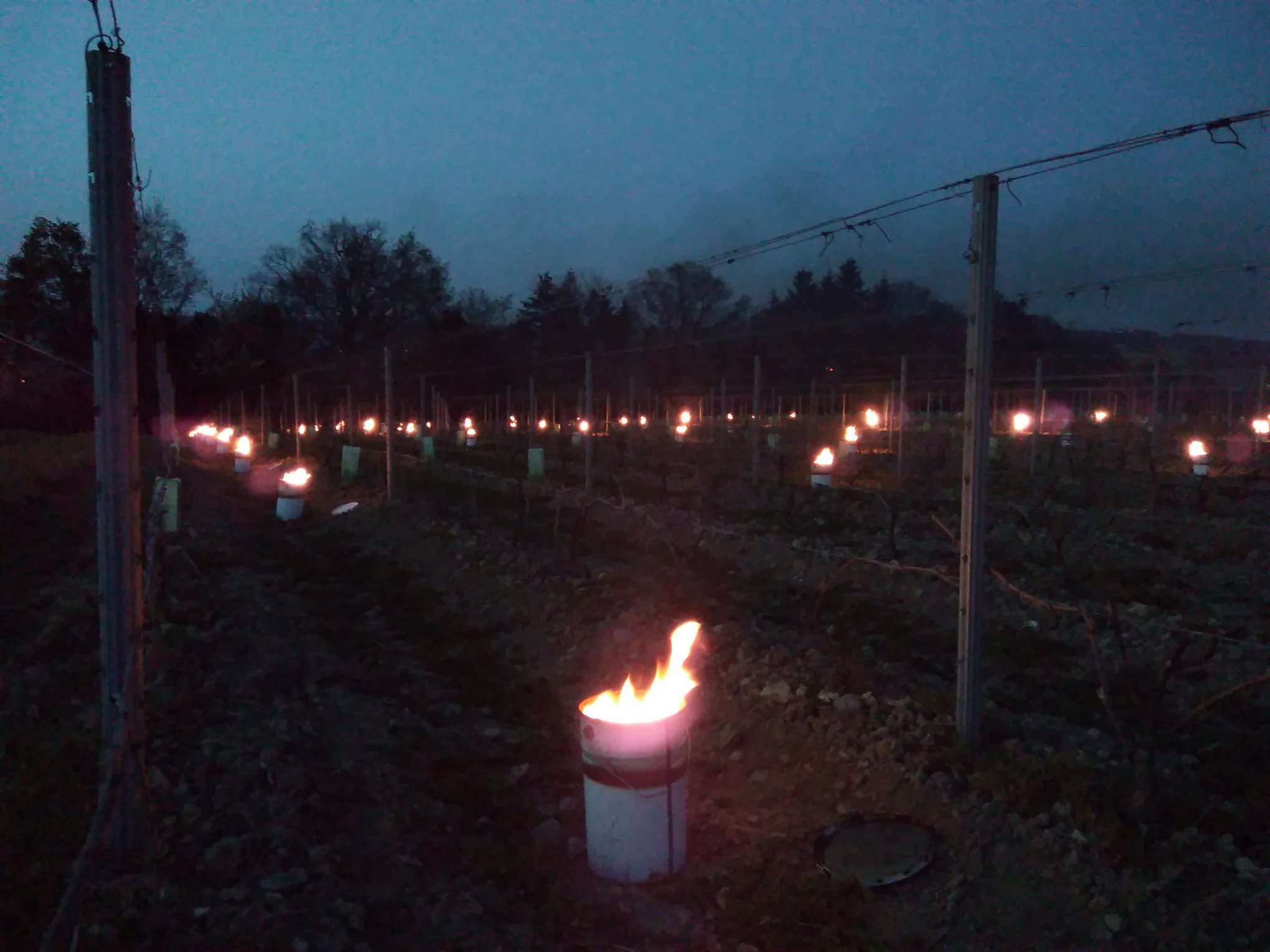 Photo Vigne Gel 2