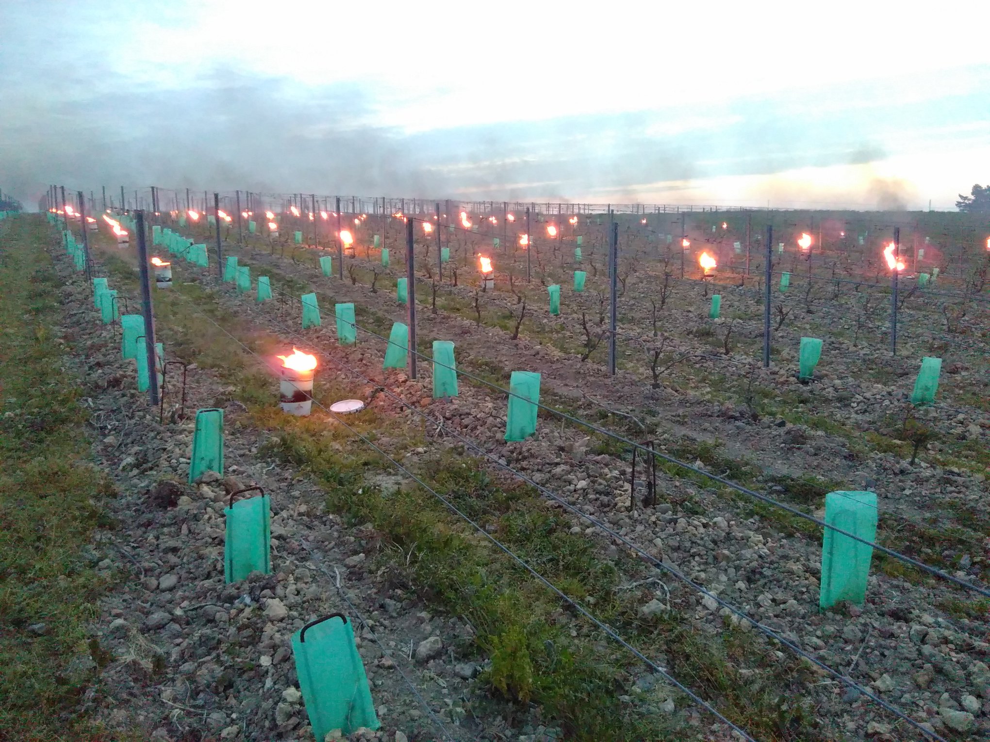Photo Vigne Gel 3