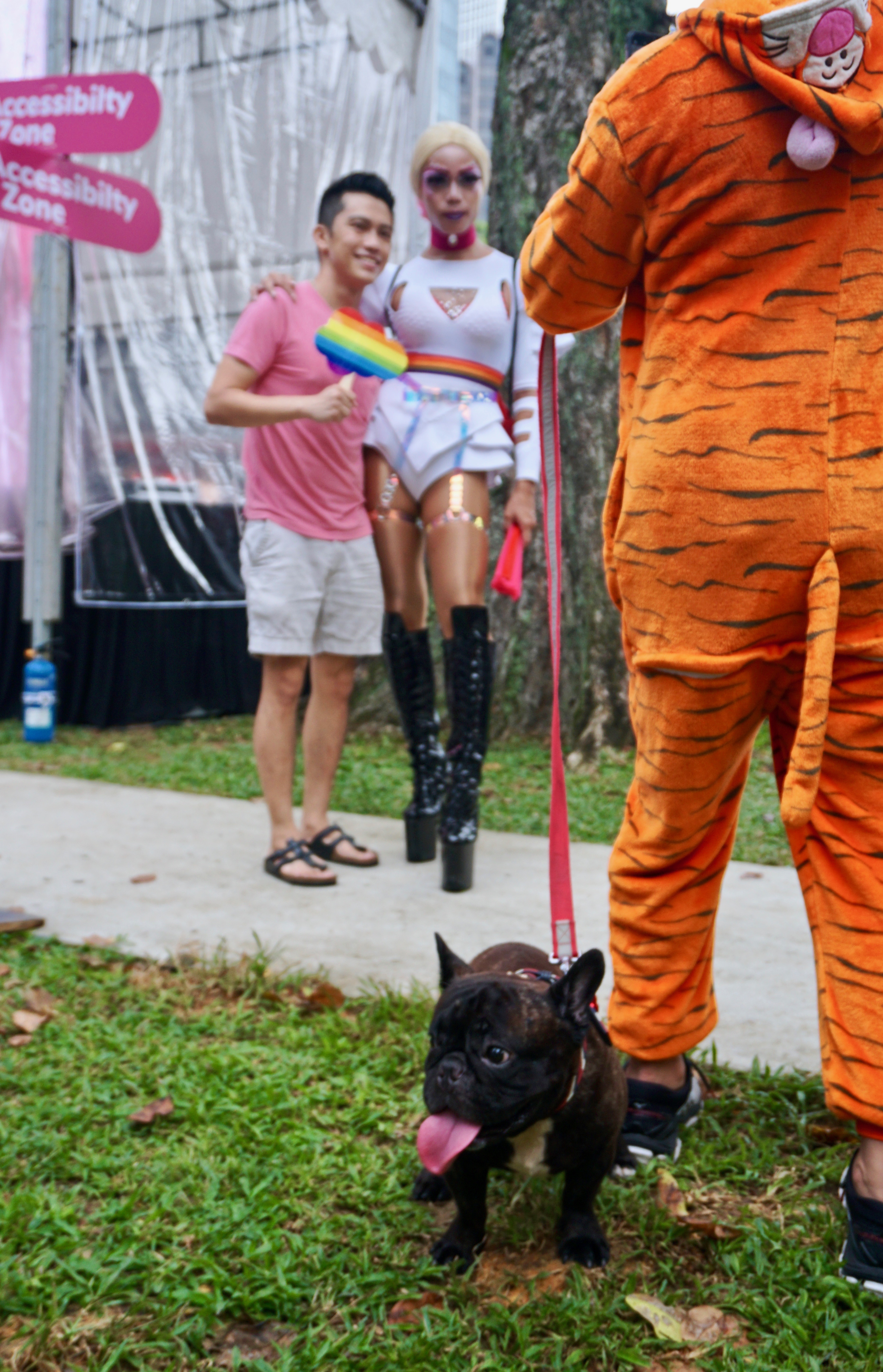 lgbt dog pride cute