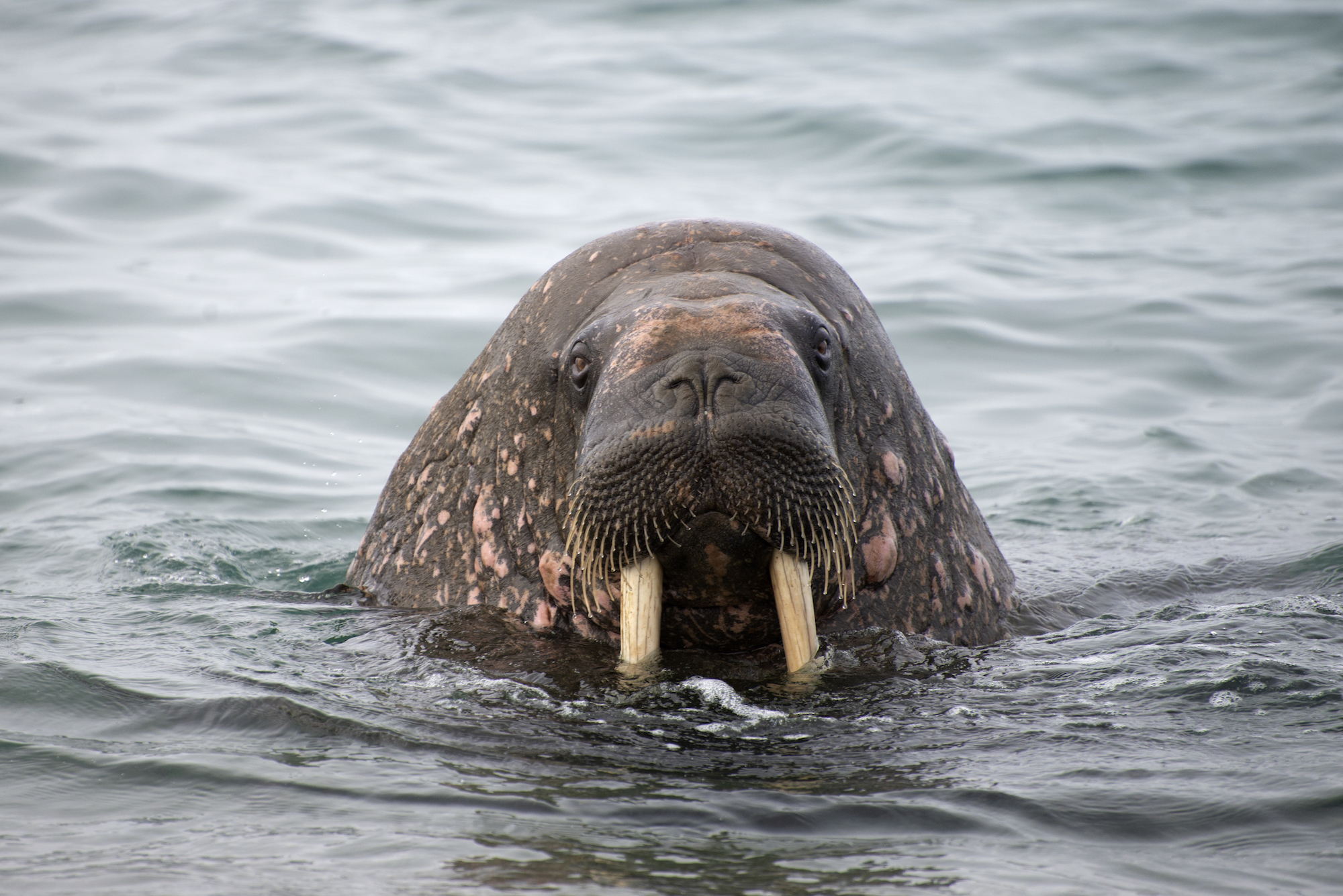 A walrus near the shore at Sarstangen, a sandbar on the island of Prins Karls Forland in Svalbard. Photo courtesy of Rachel Honnery