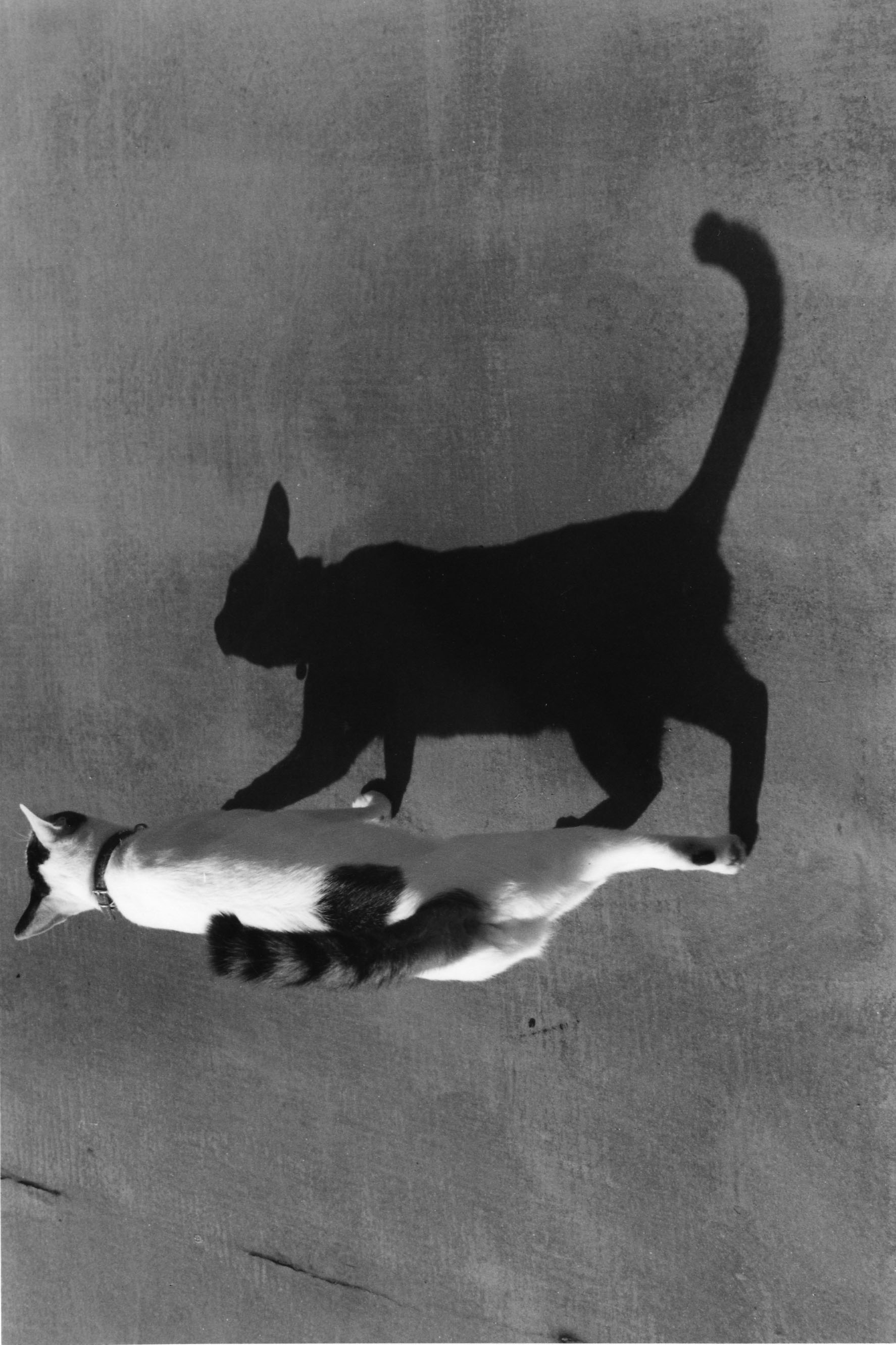 1562578450125-6-Balcony-of-love-1983-2011-cNobuyoshi-Araki